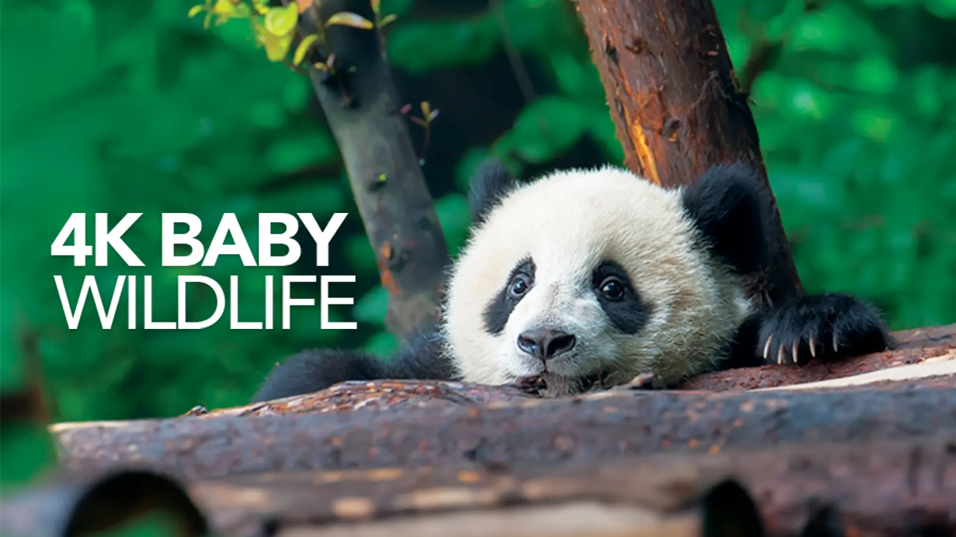 4K Baby Wildlife