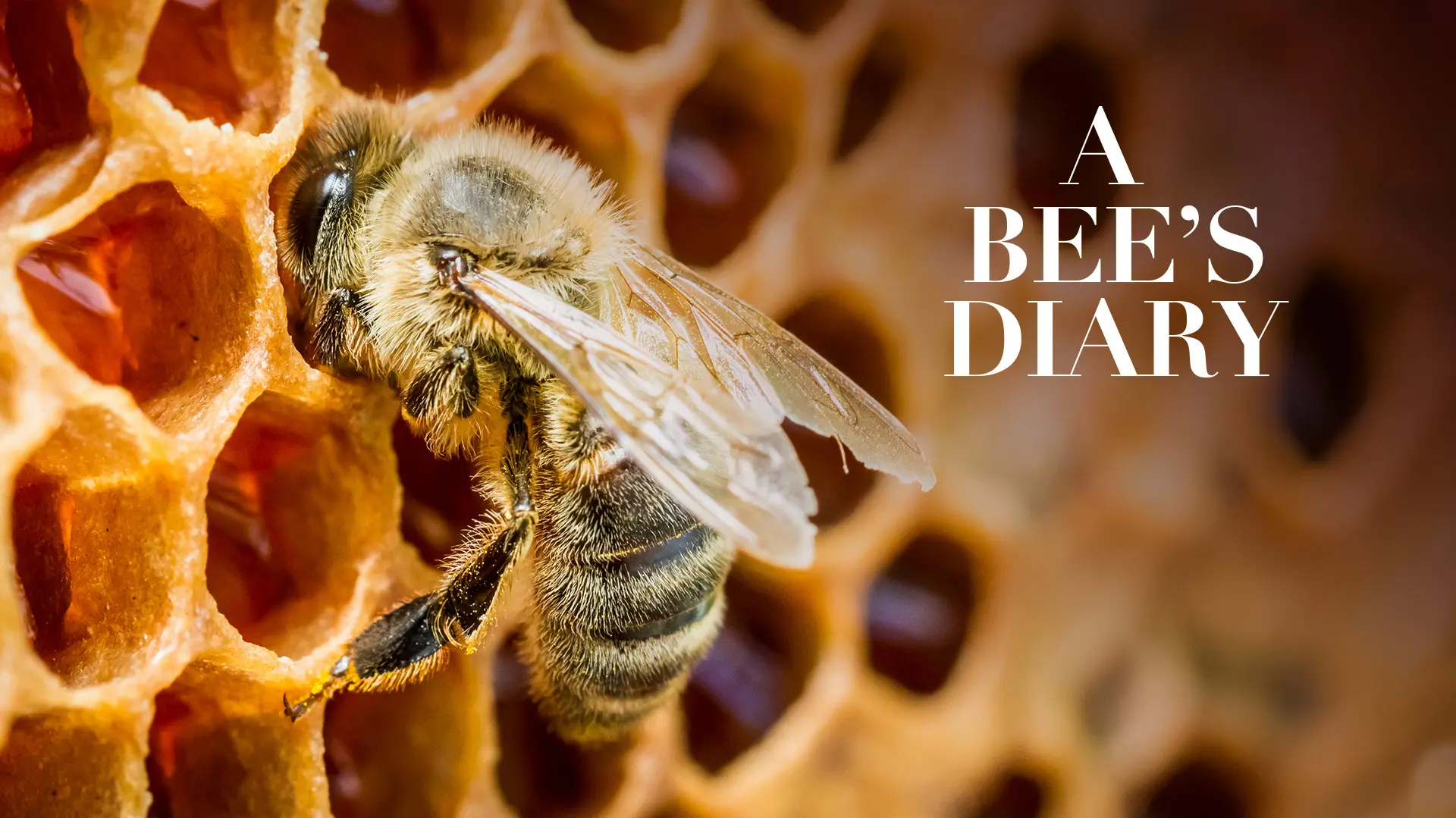 A Bee's Diary