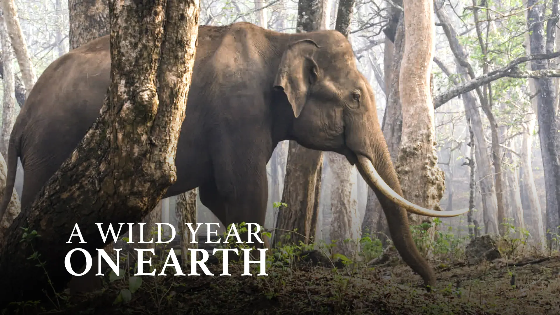 A Wild Year On Earth