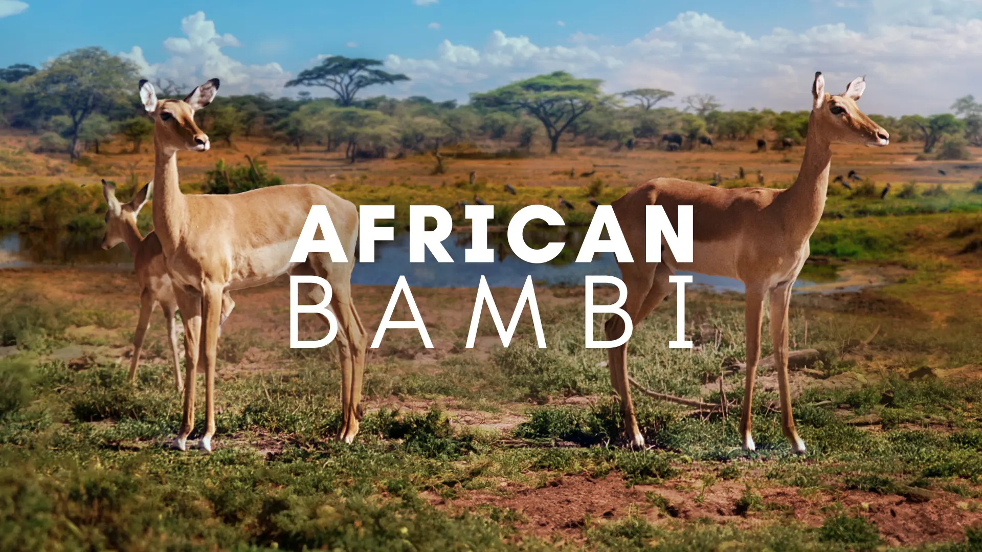 African Bambi