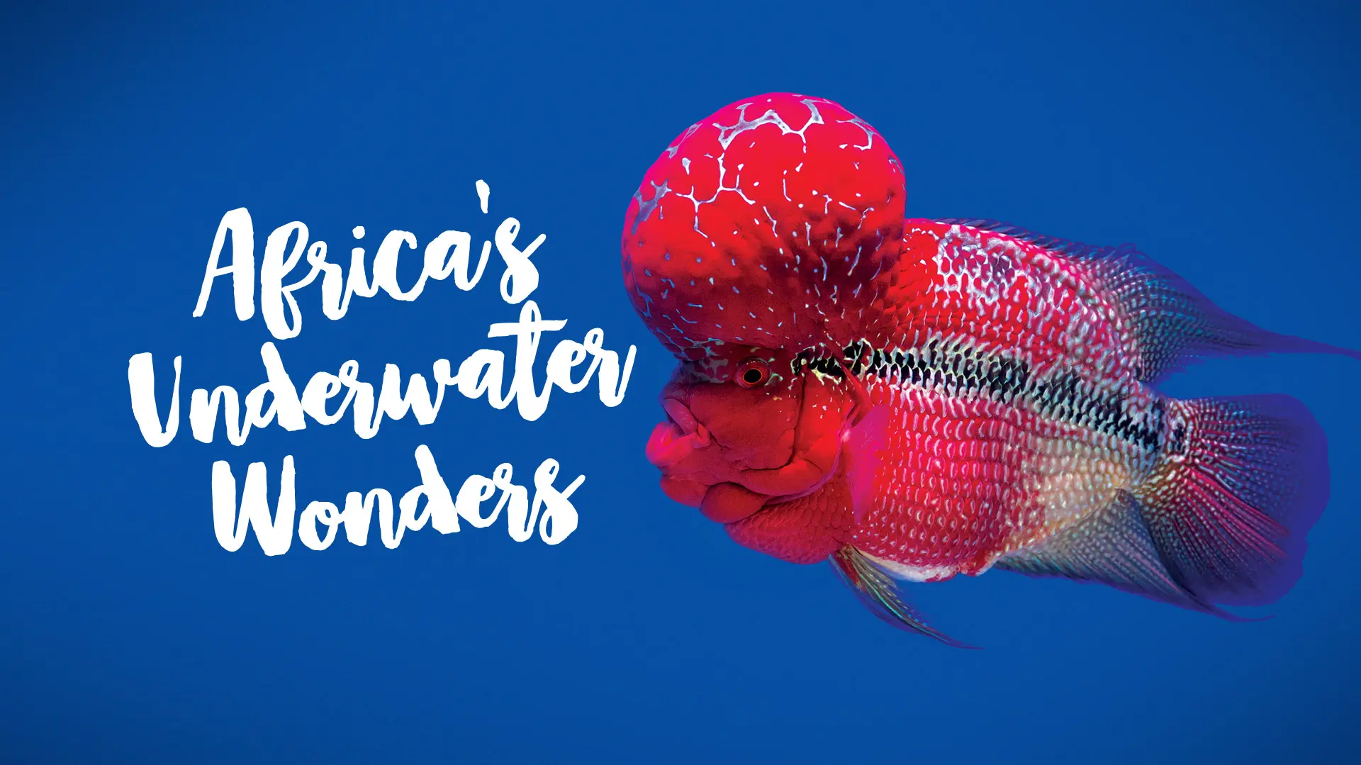 Africa's Underwater Wonders