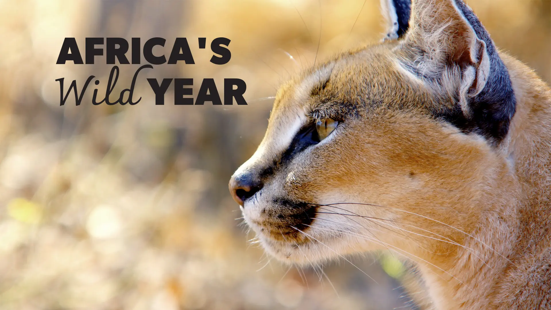 Africa's Wild Year