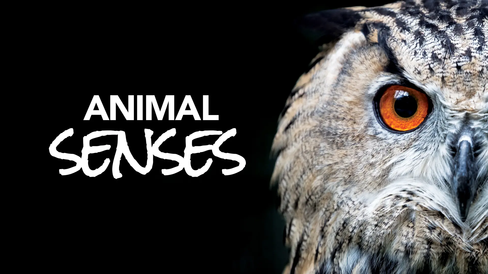 Animal Senses
