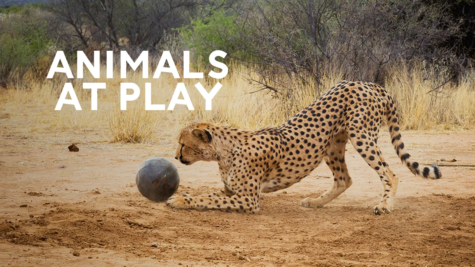 Animals At Play
