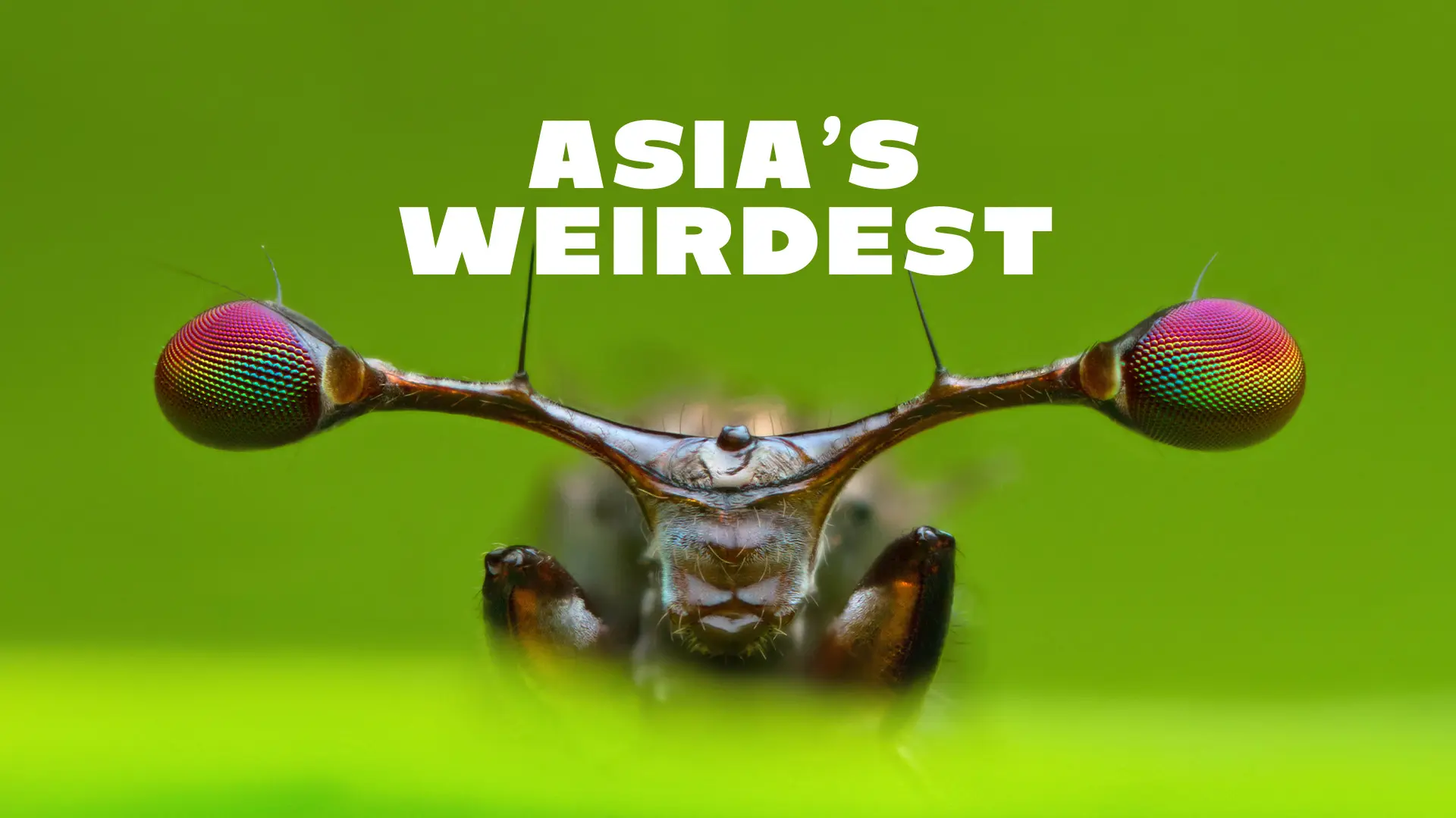 Asia's Weirdest