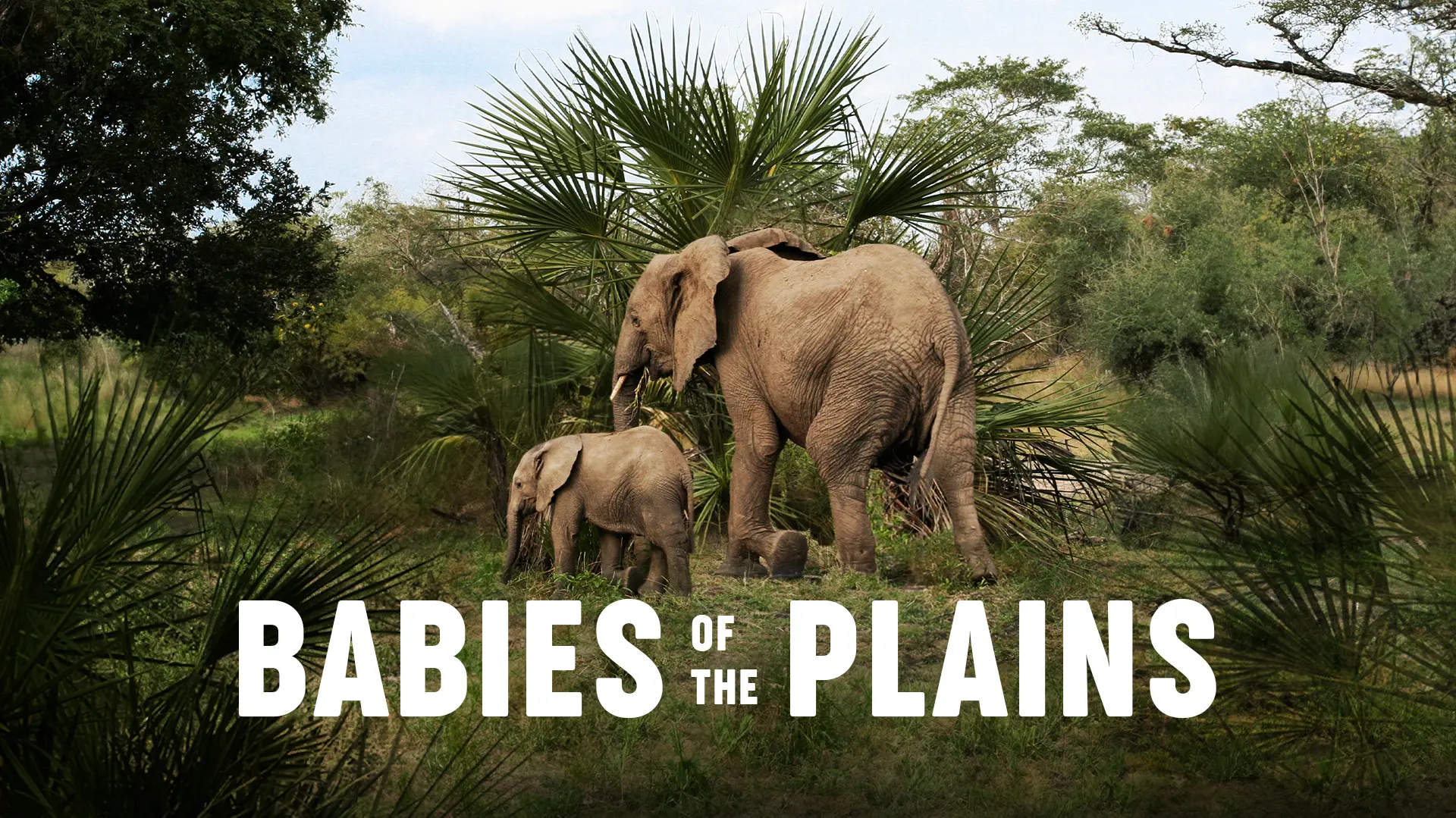 Babies of the Plains