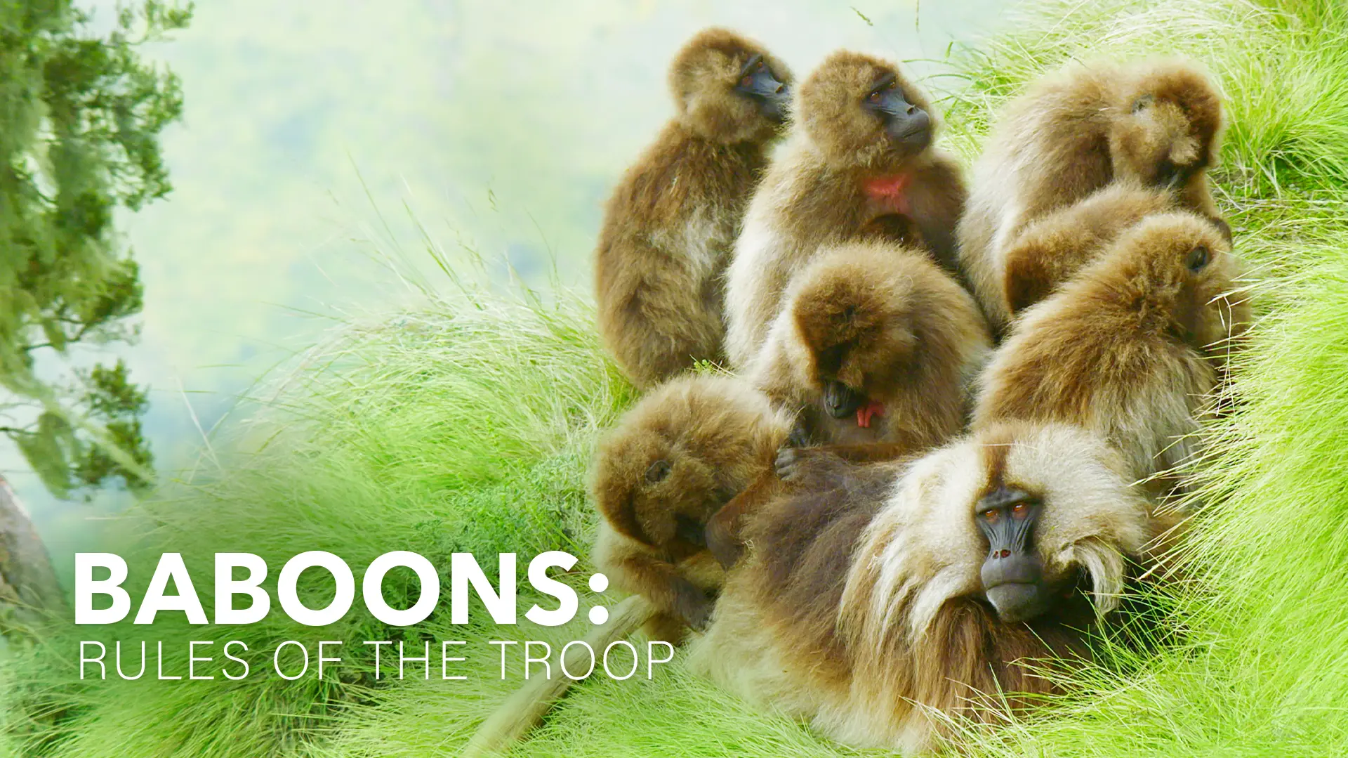 Baboons: Rules Of The Troop