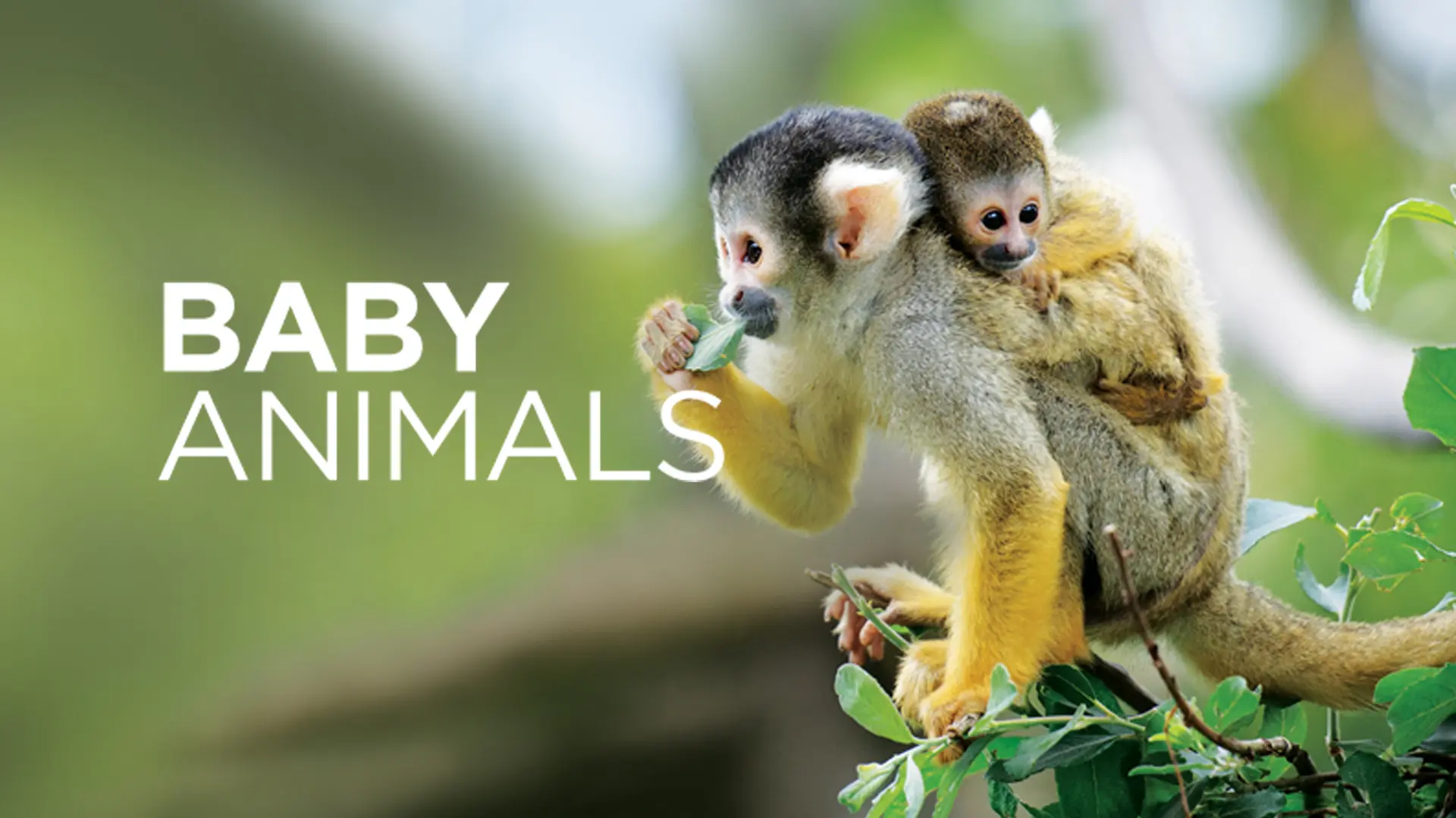 Baby Animals