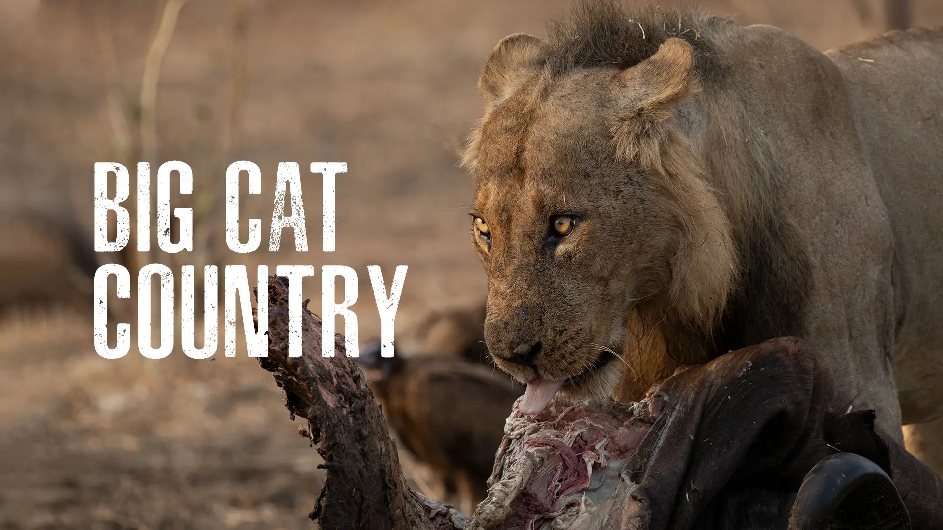Big Cat Country