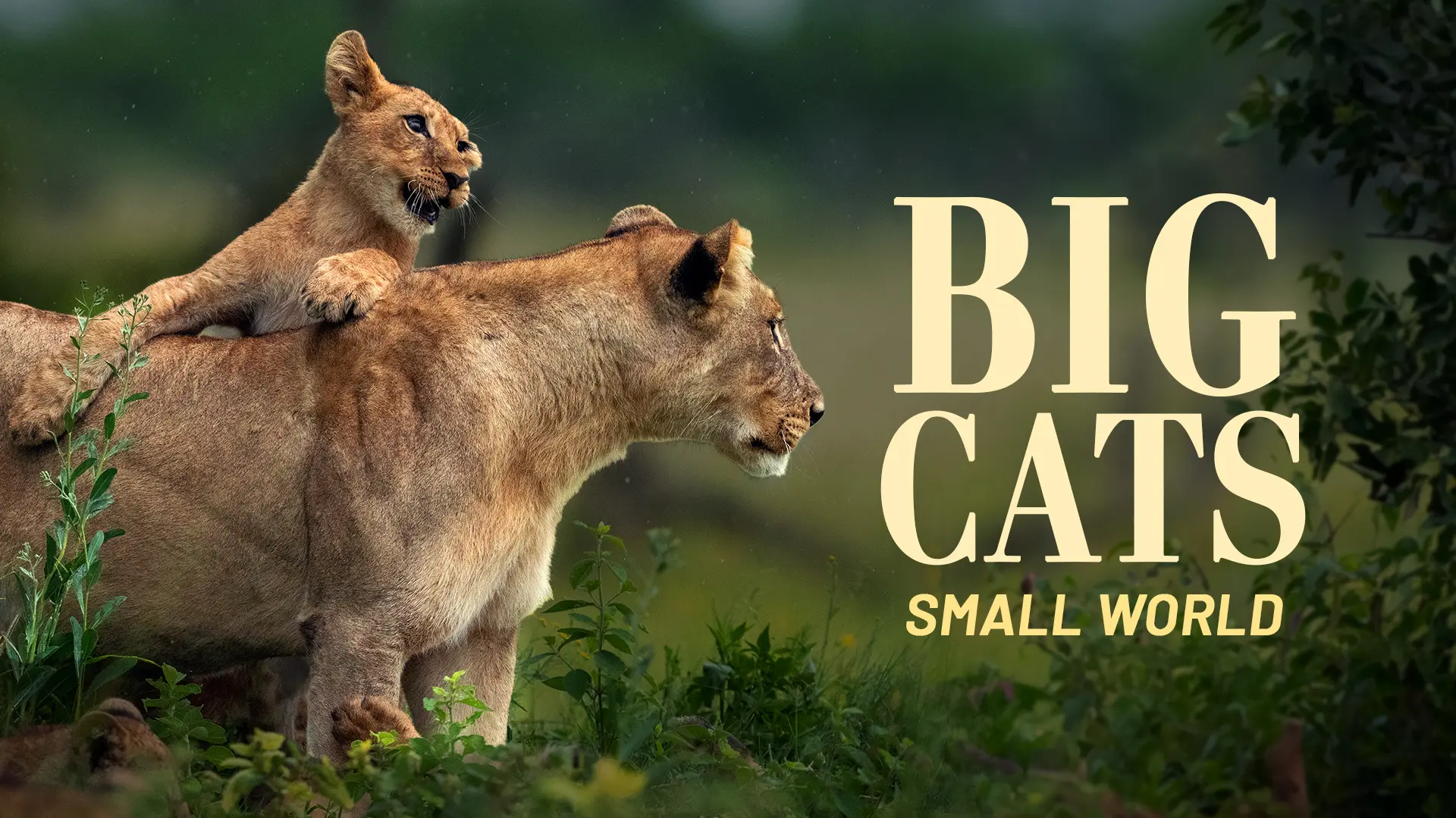 Big Cats, Small World
