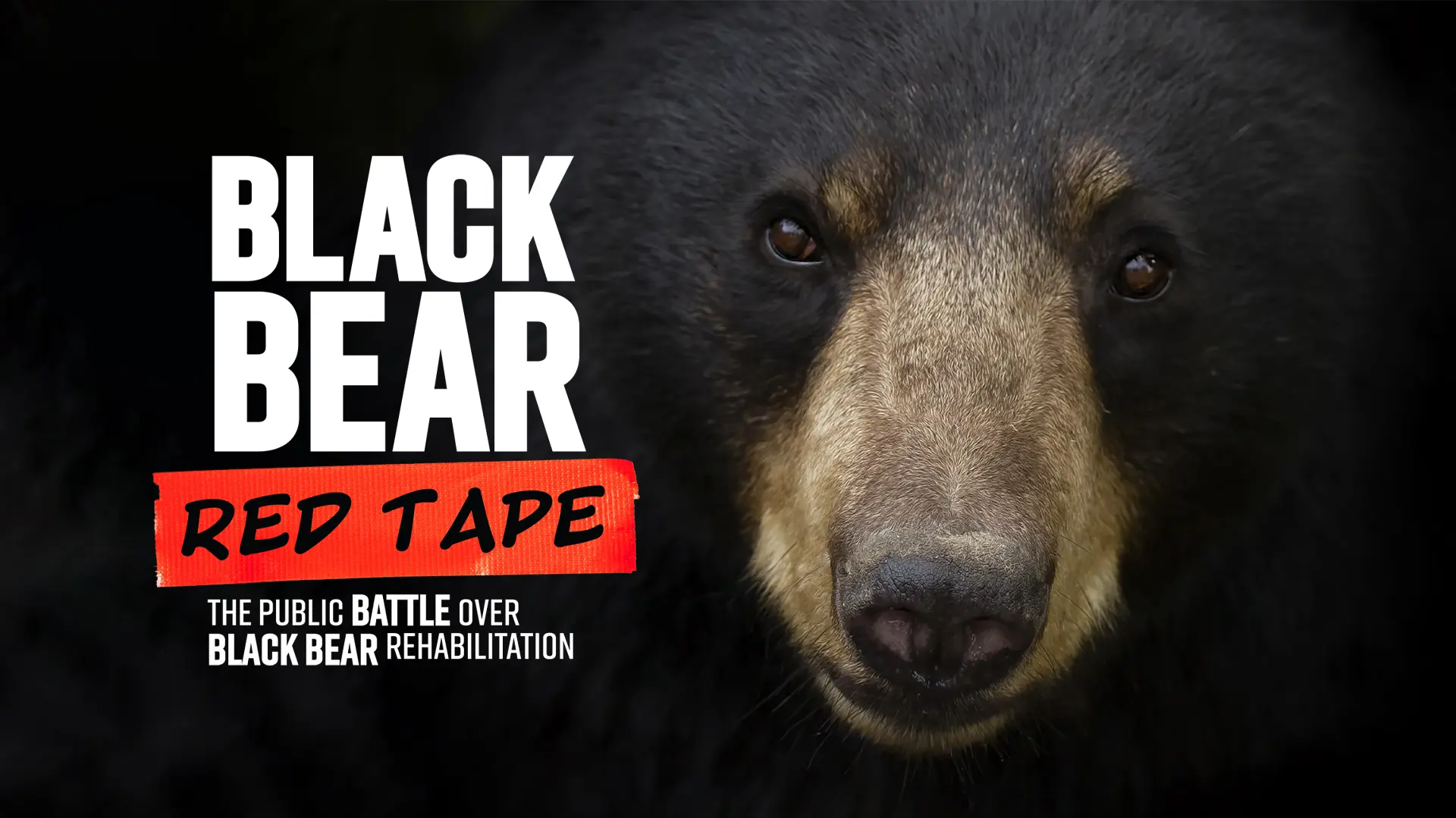 Black Bear, Red Tape