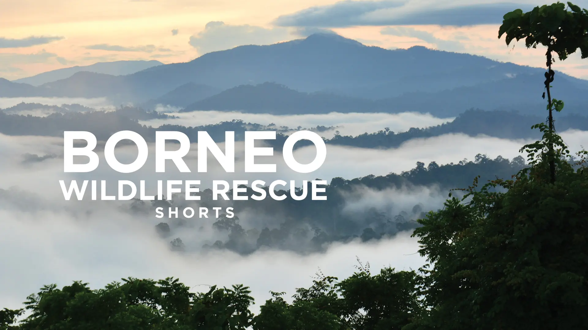 Borneo Wildlife Rescue