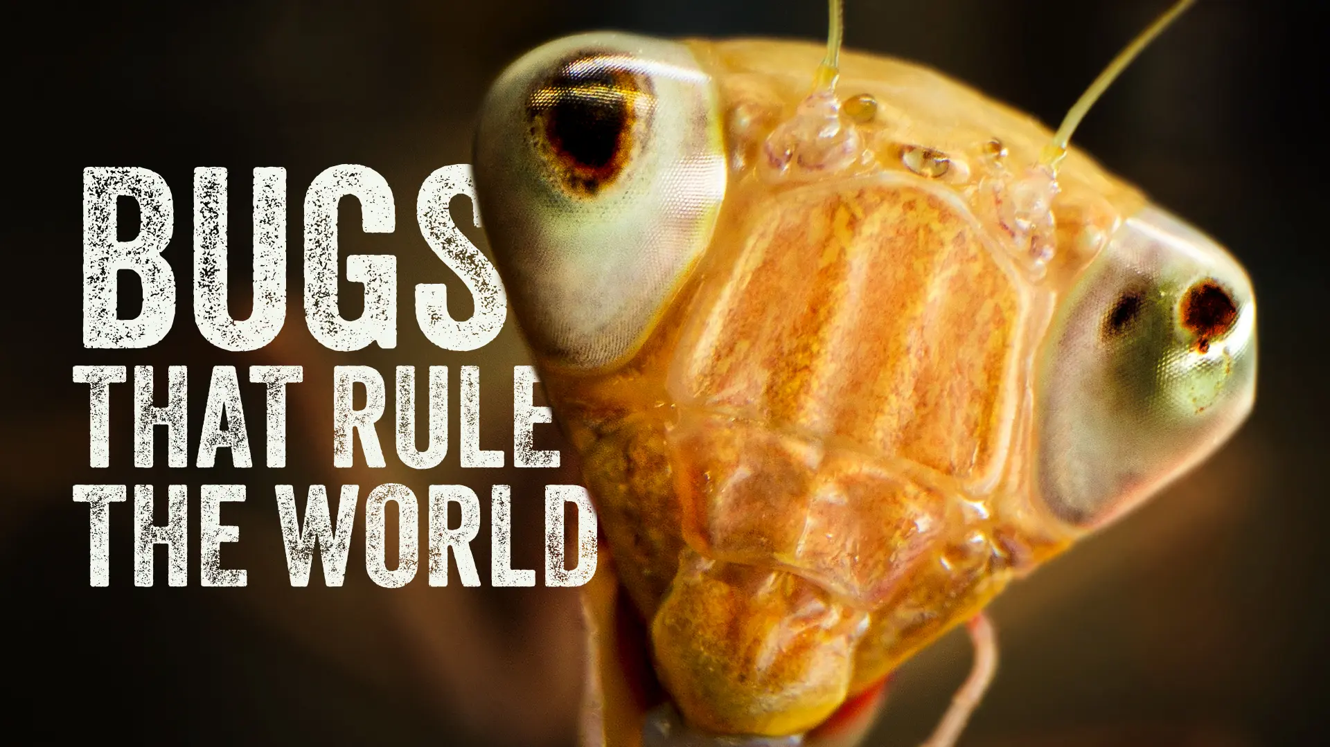 Bugs That Rule The World