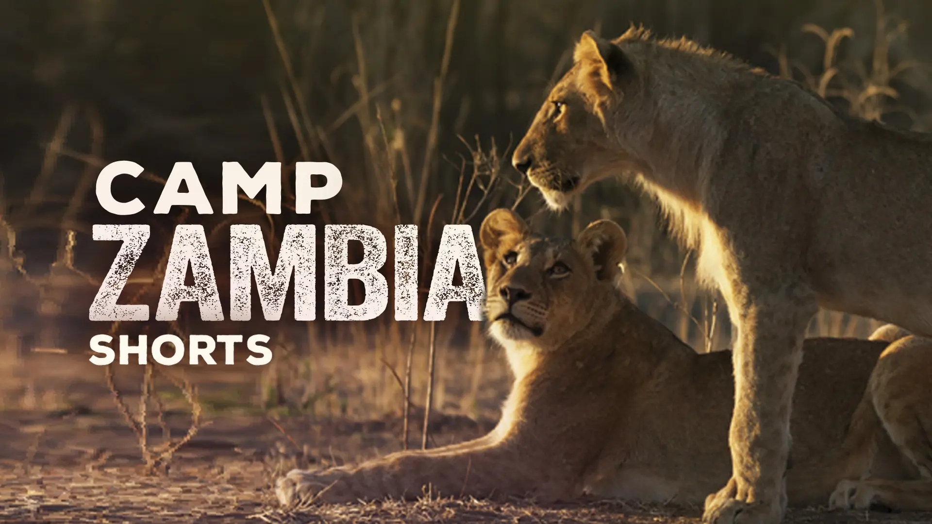 Camp Zambia Shorts