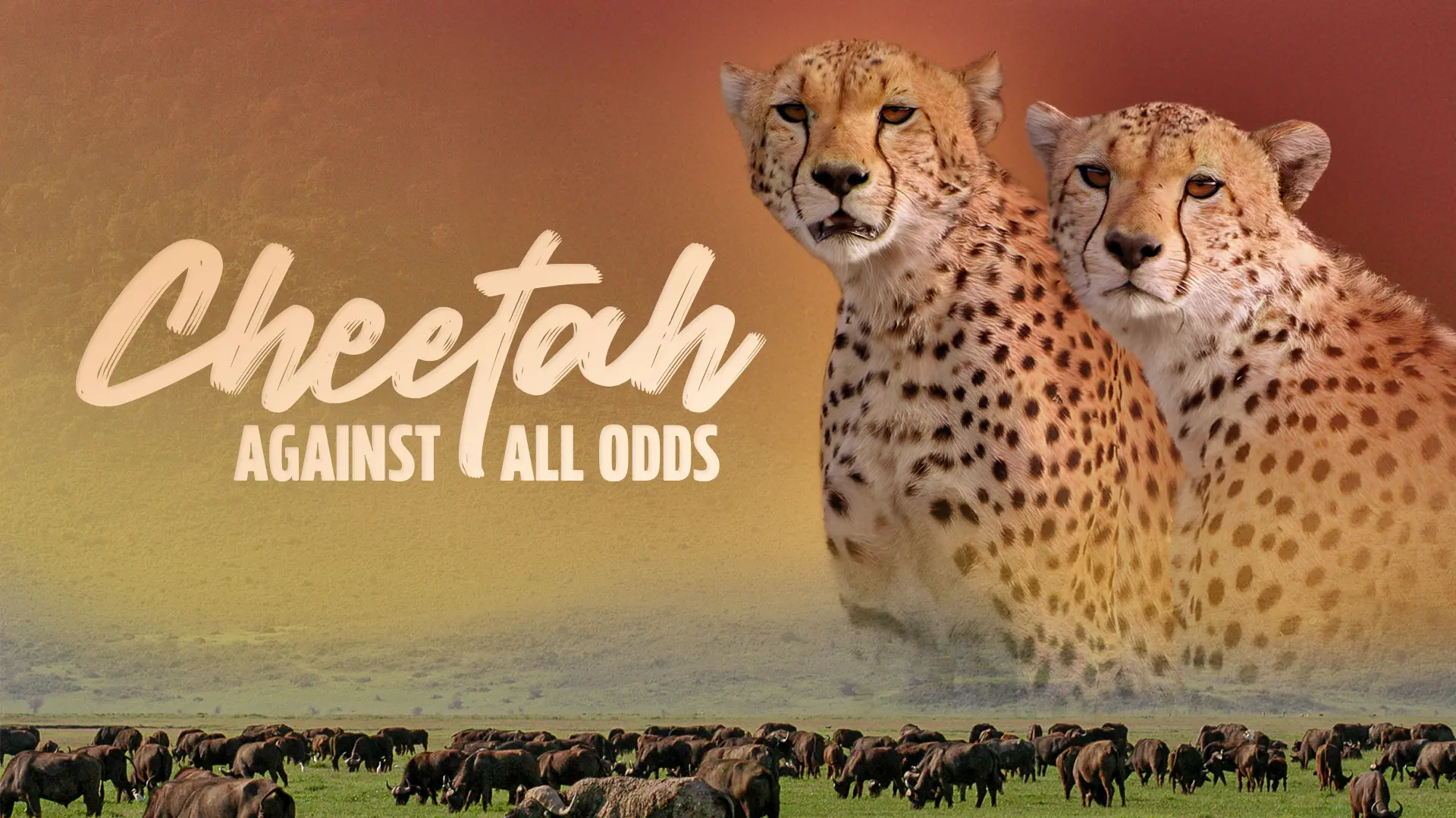 Cheetah Against All Odds