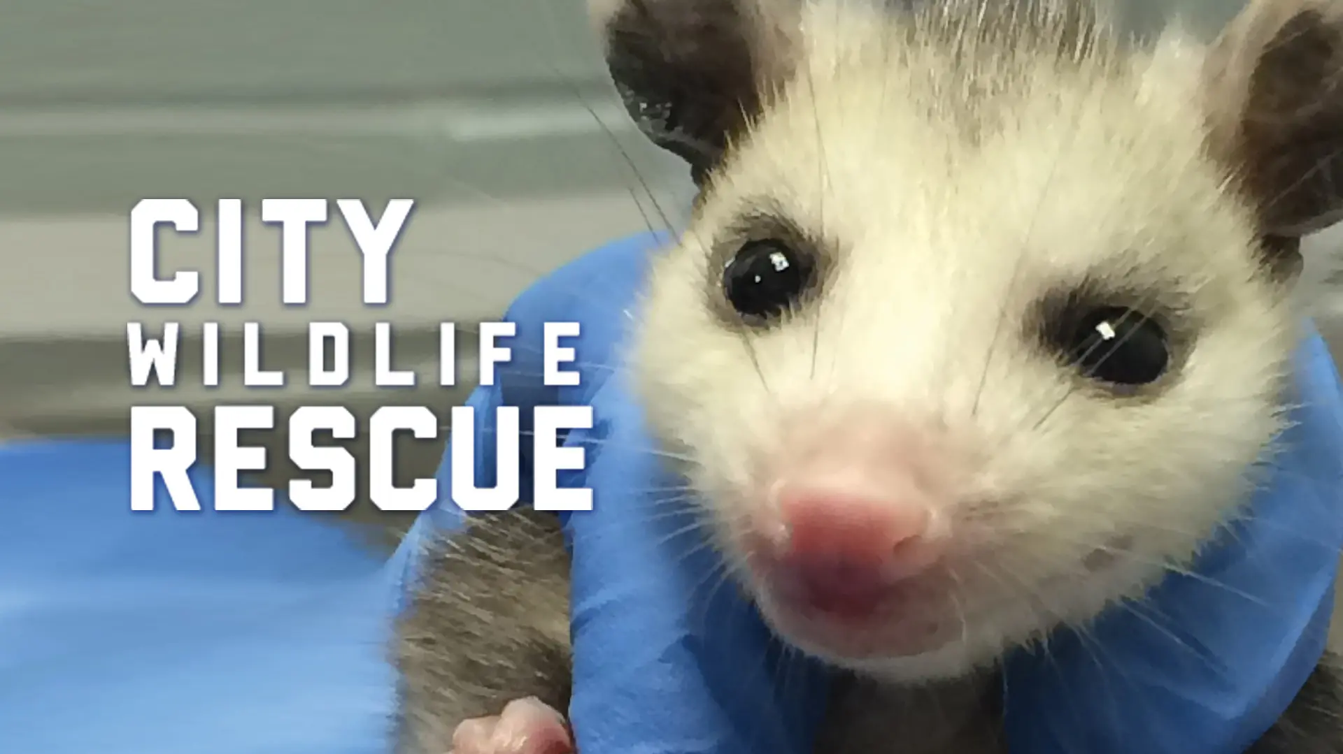 City Wildlife Rescue