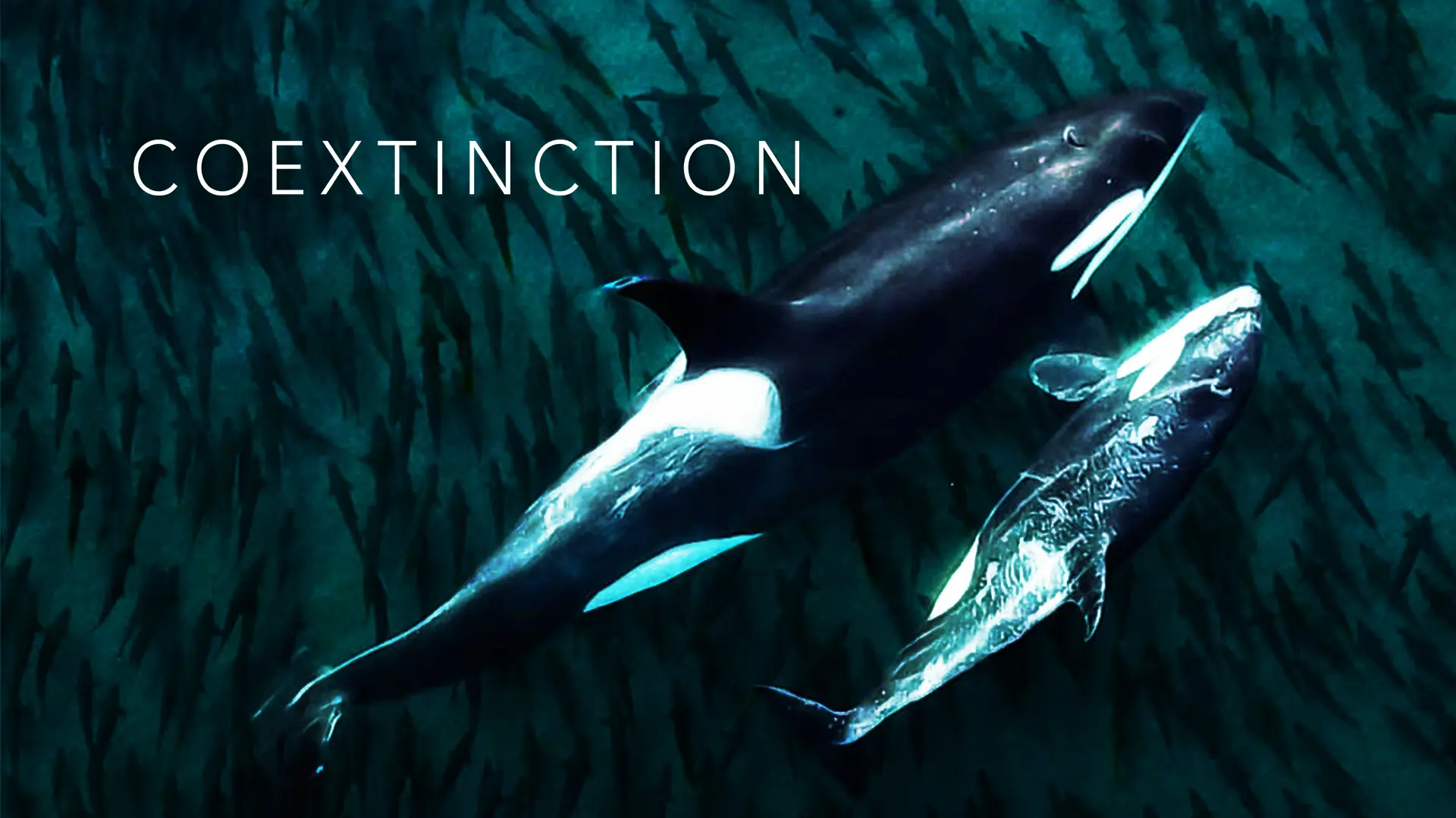 Coextinction