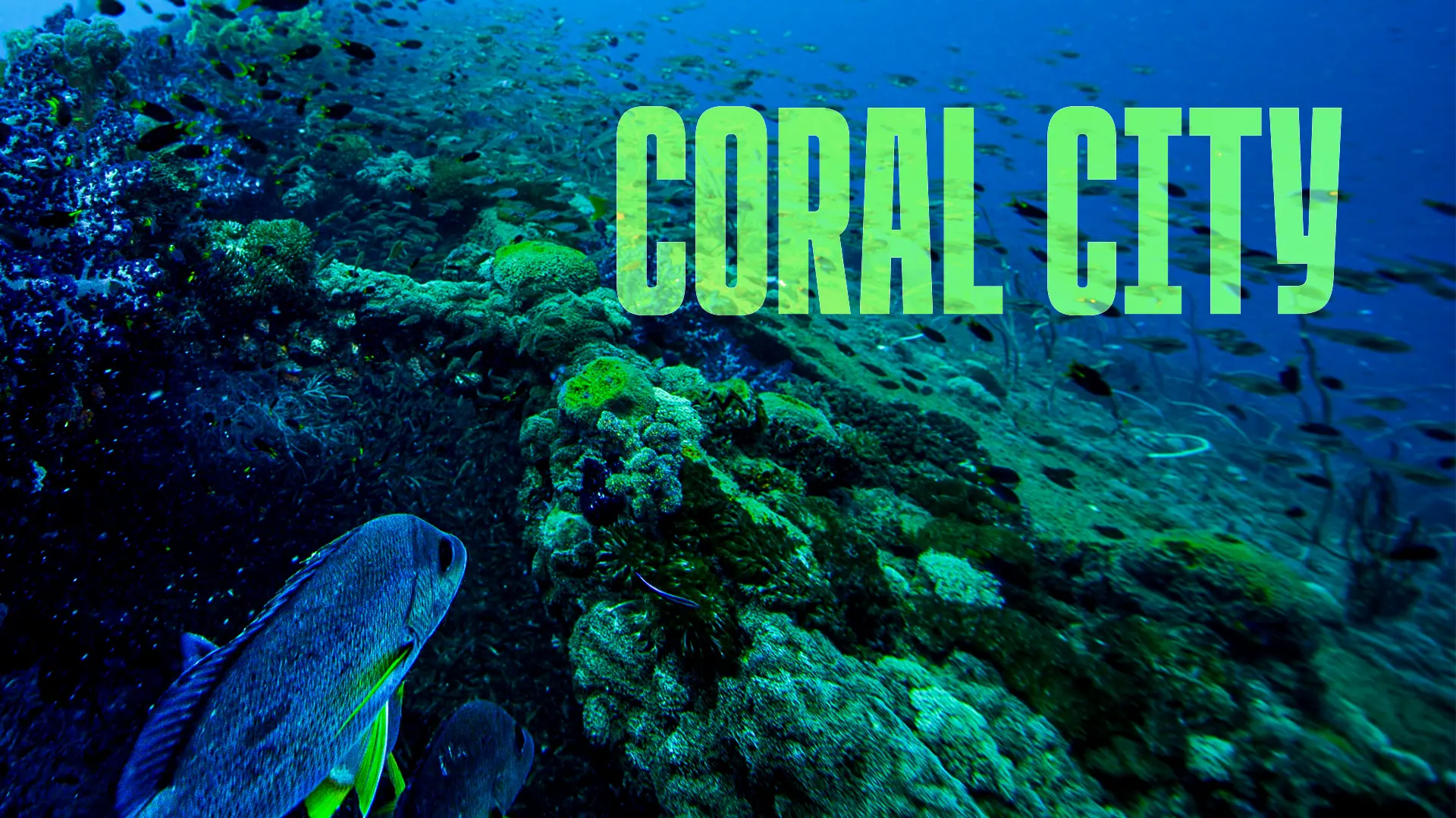 Coral City