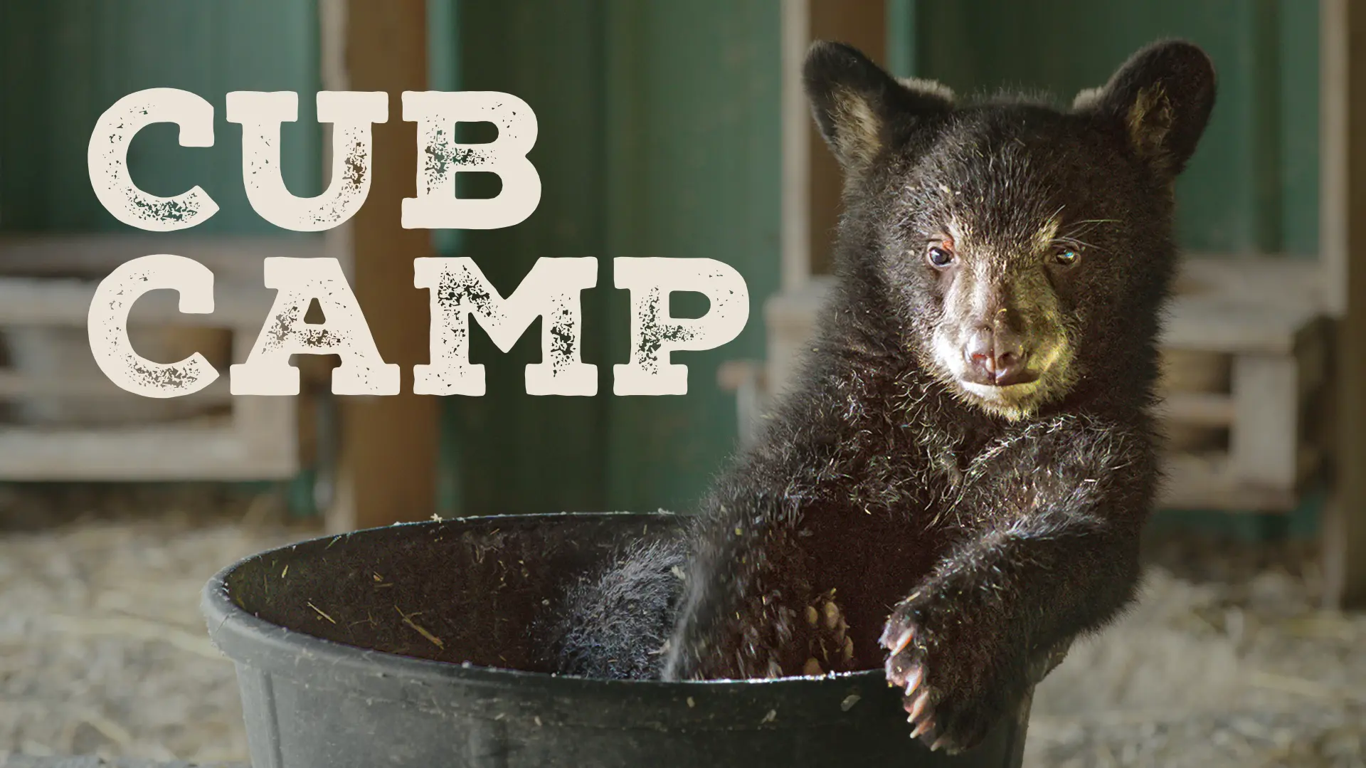 Cub Camp