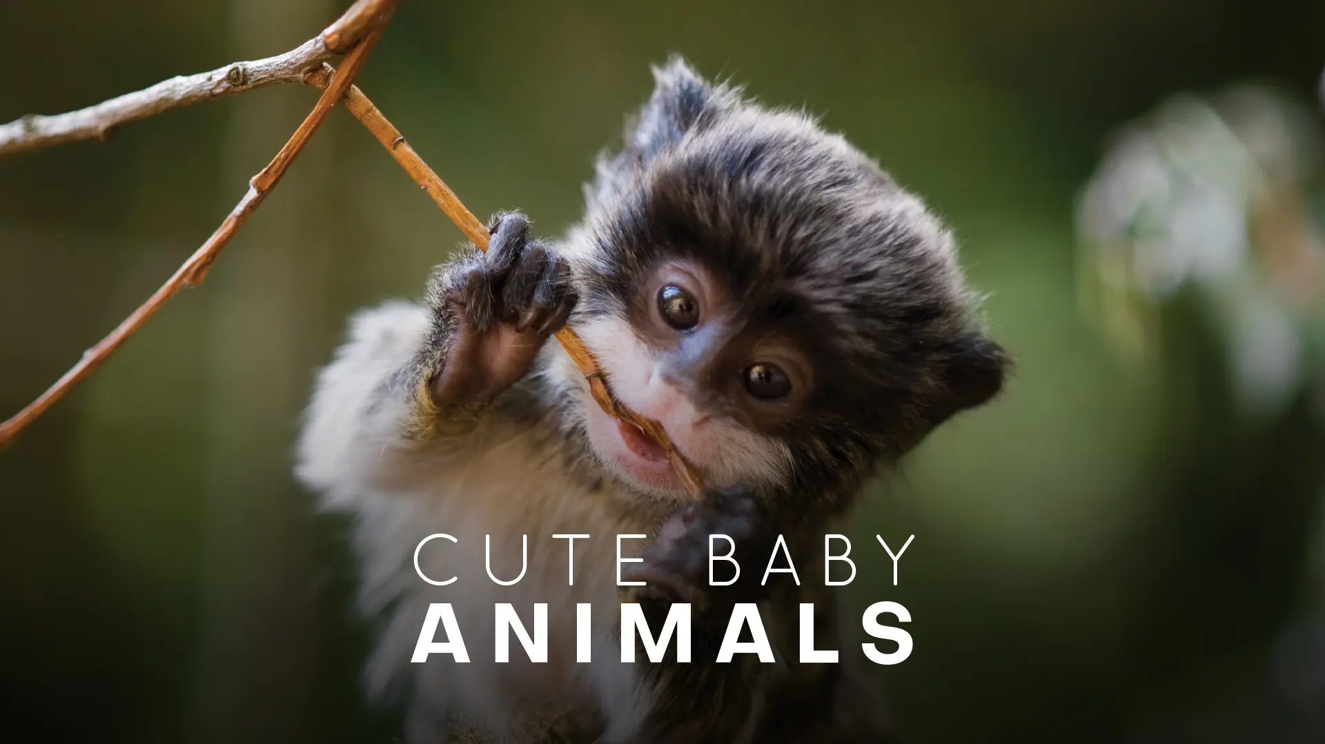 Cute Baby Animals