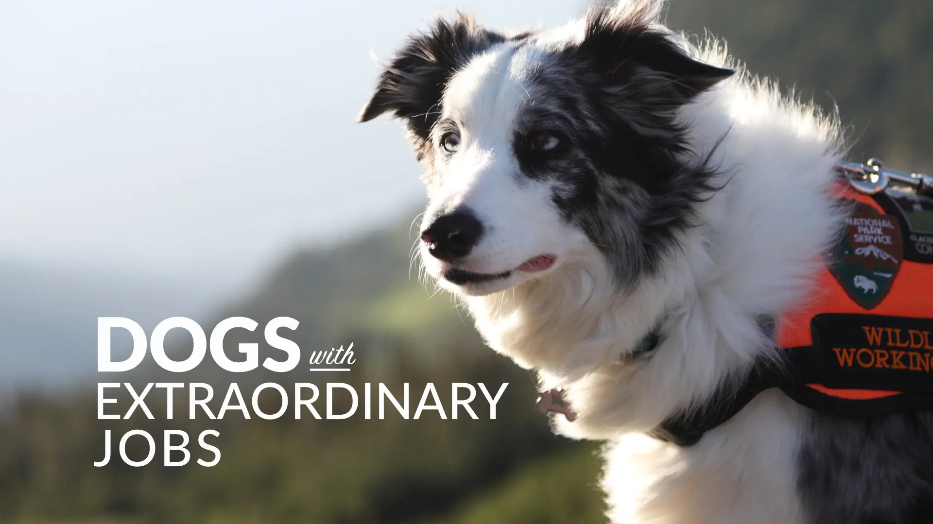Dogs With Extraordinary Jobs