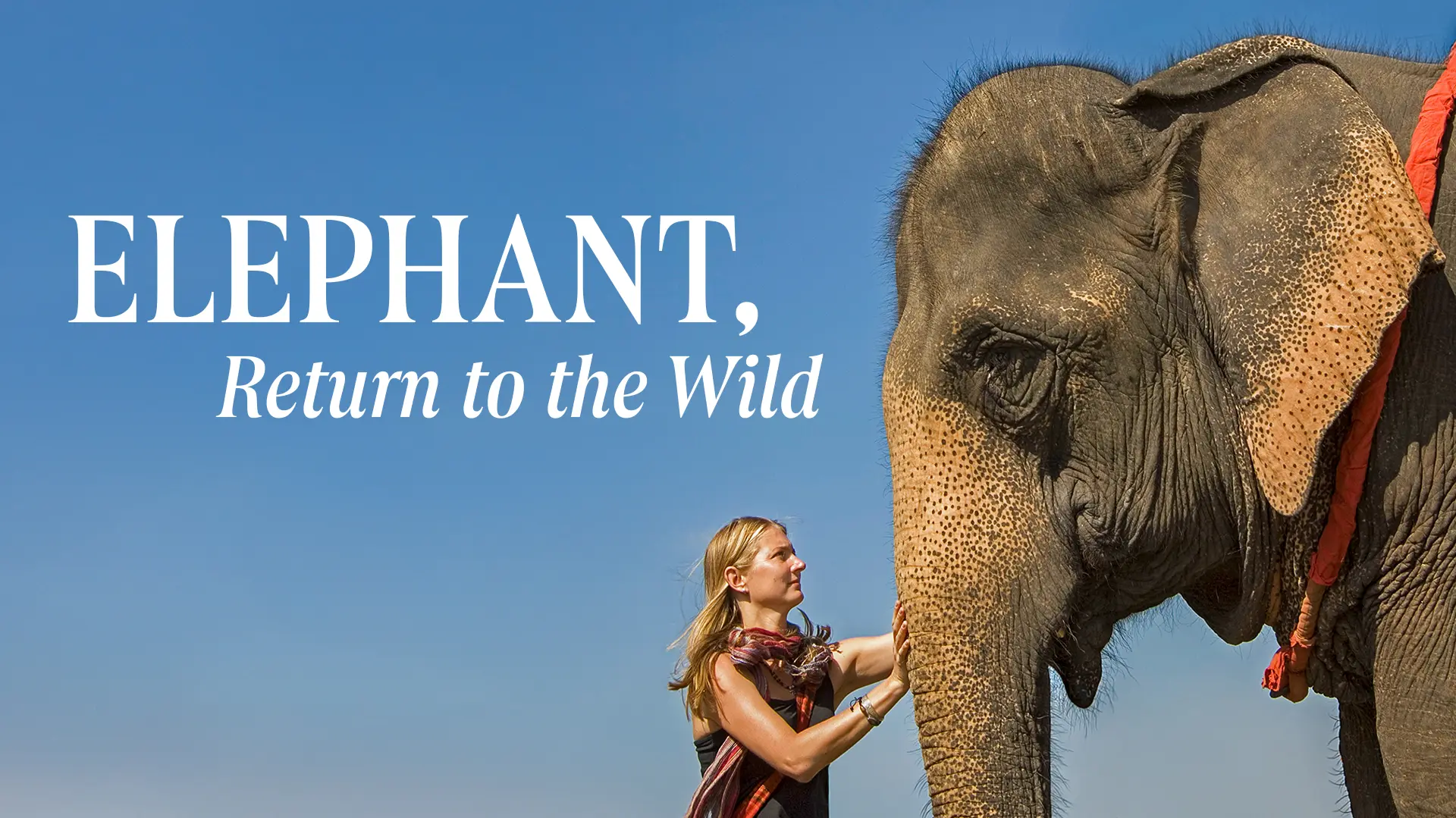 Elephant, Return to the Wild