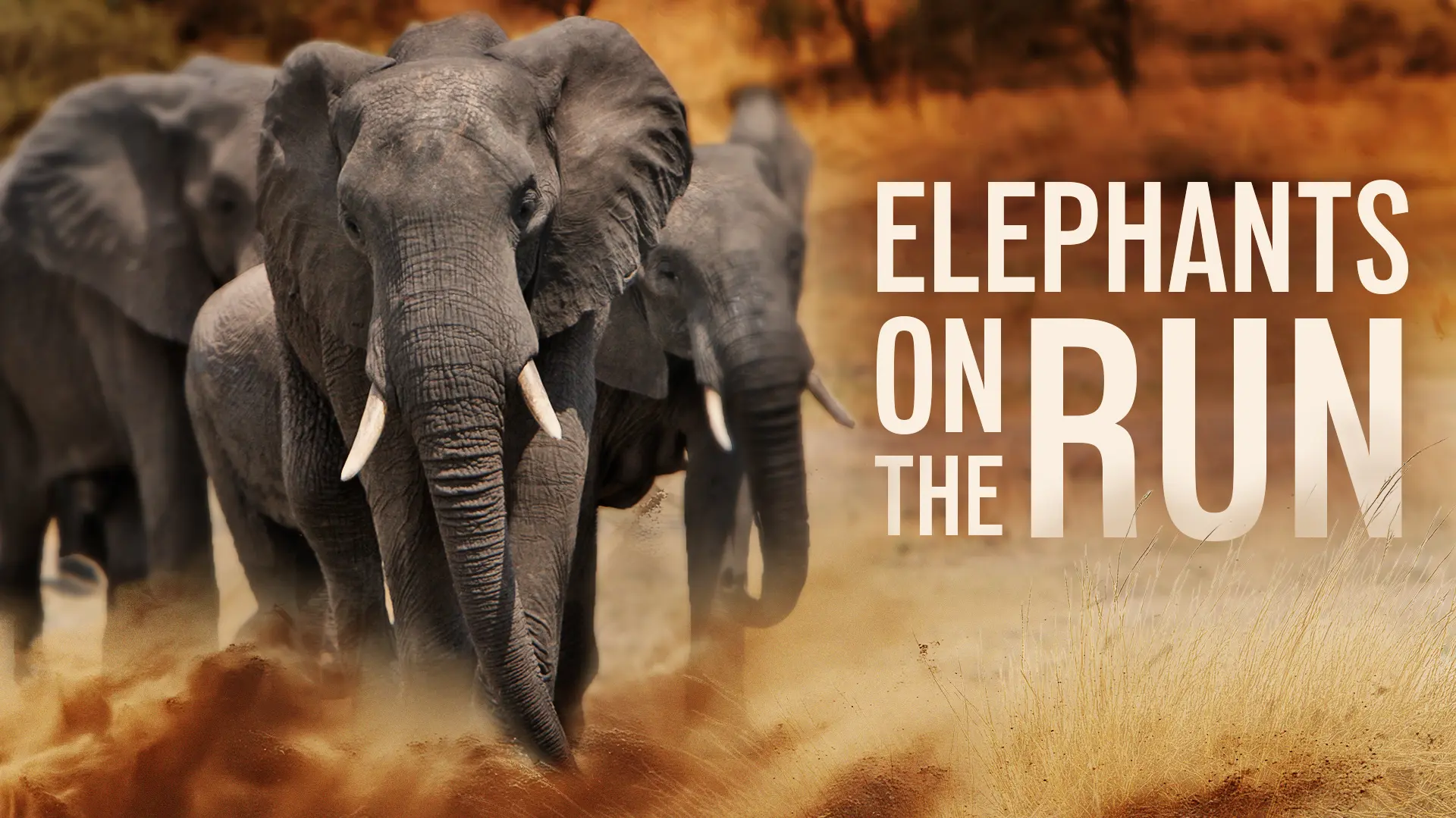 Elephants on the Run