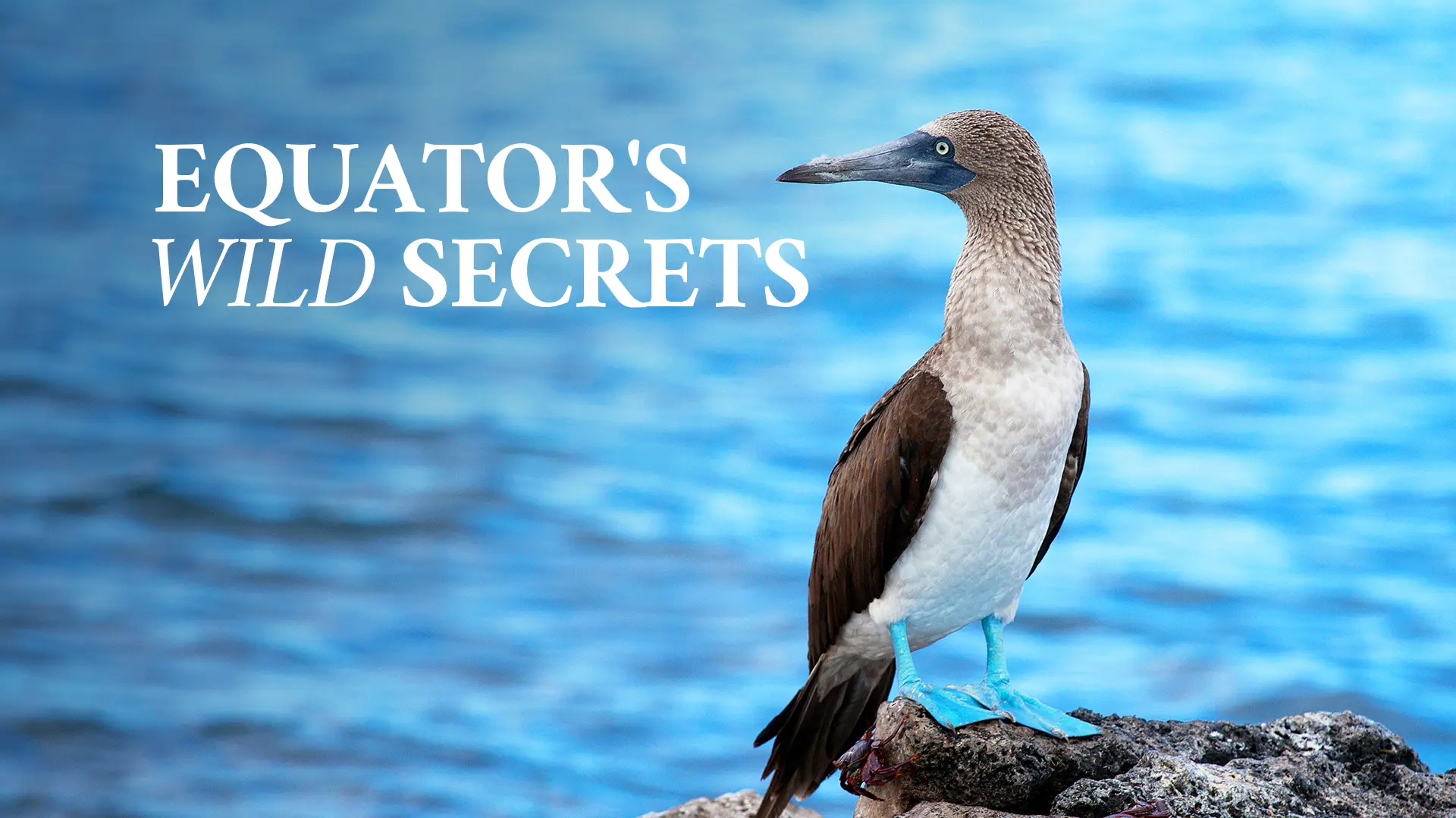 Equator's Wild Secrets
