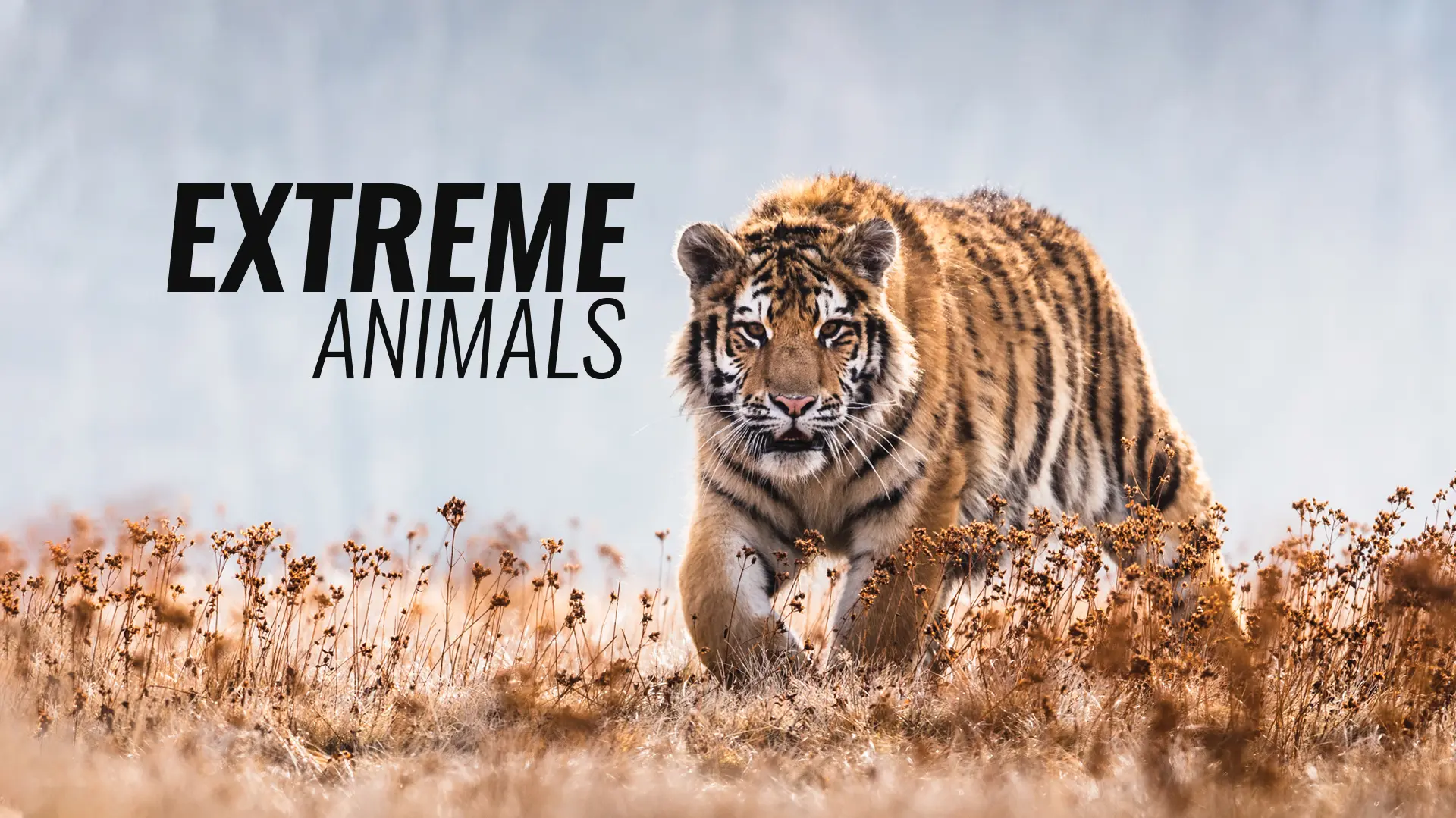 Extreme Animals
