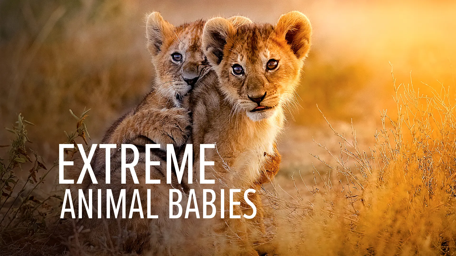 Extreme Animals Babies