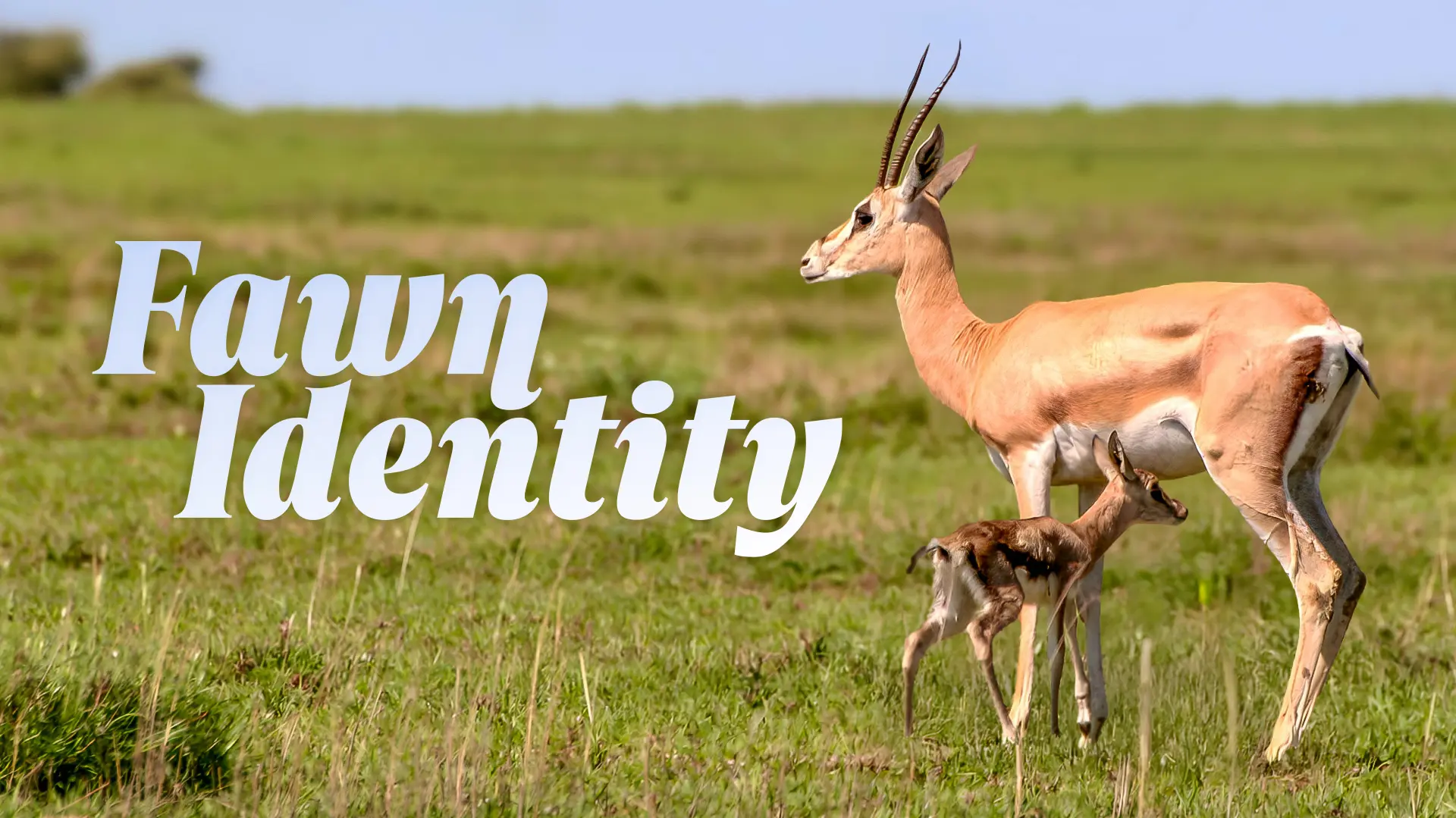 Fawn Identity