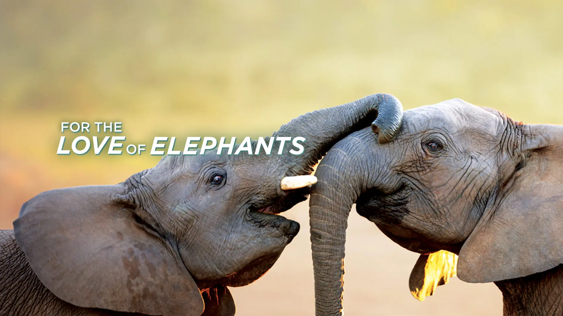 For The Love Of Elephants