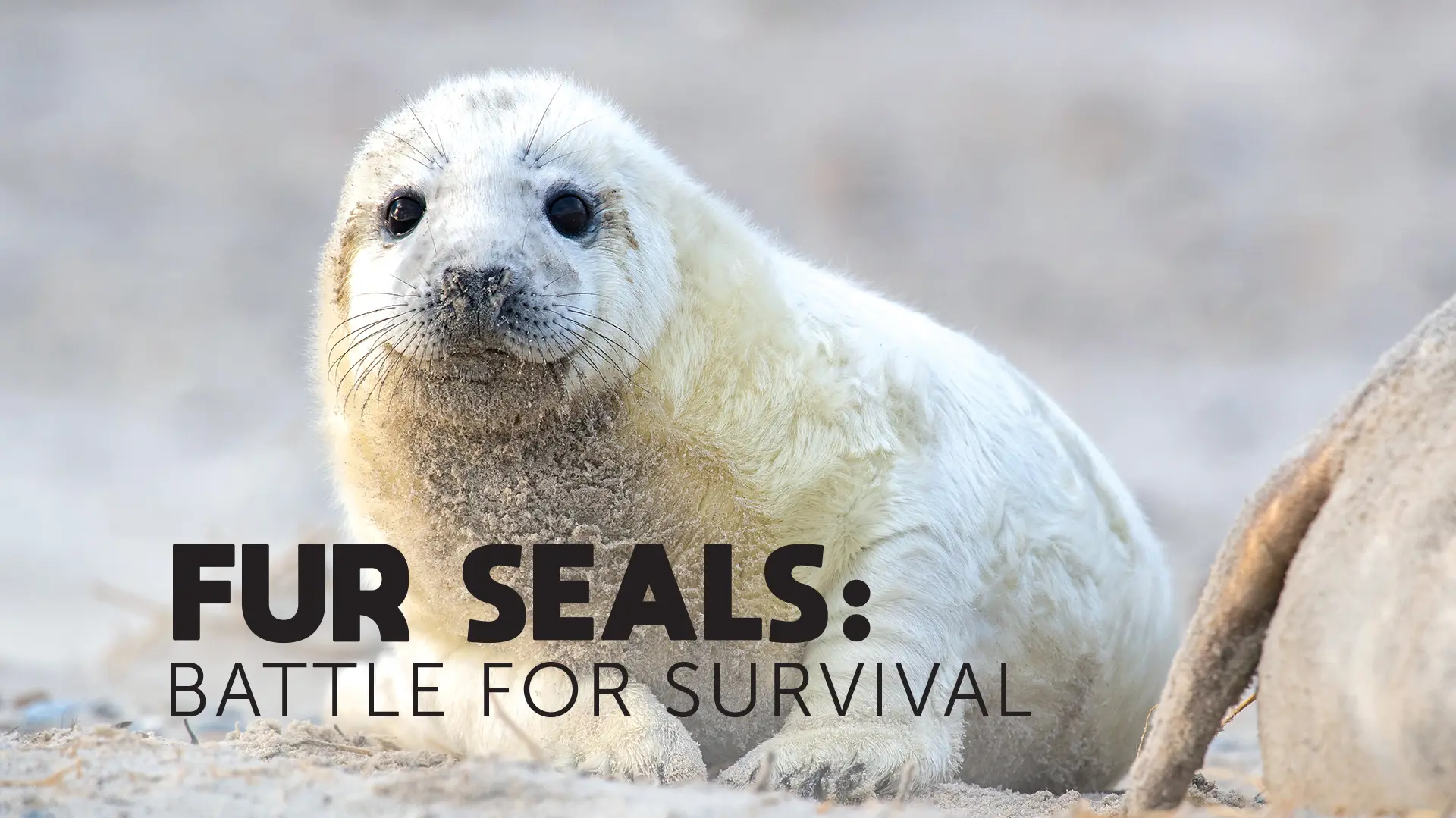 Fur Seals: Battle For Survival