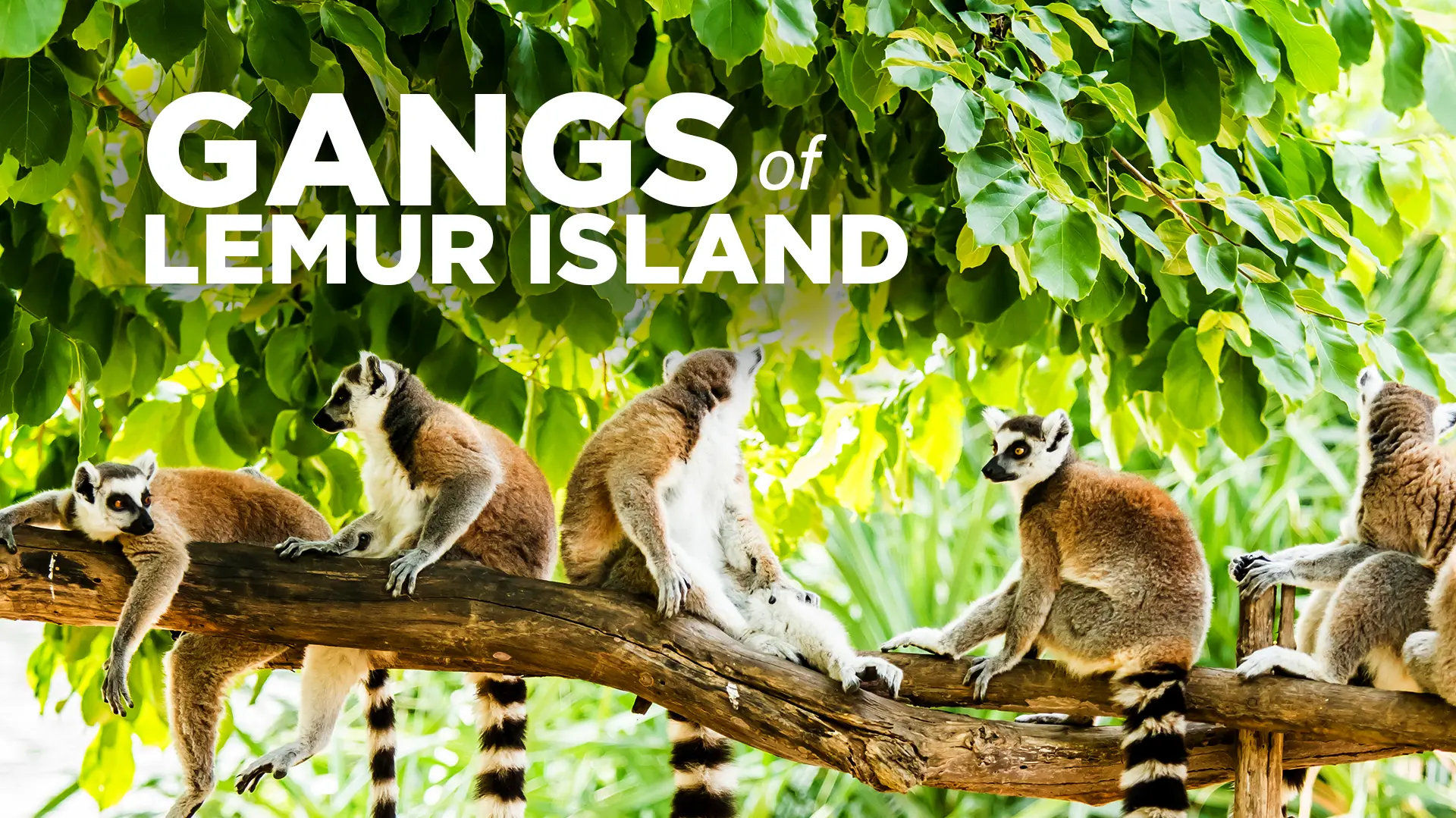 Gangs of Lemur Island