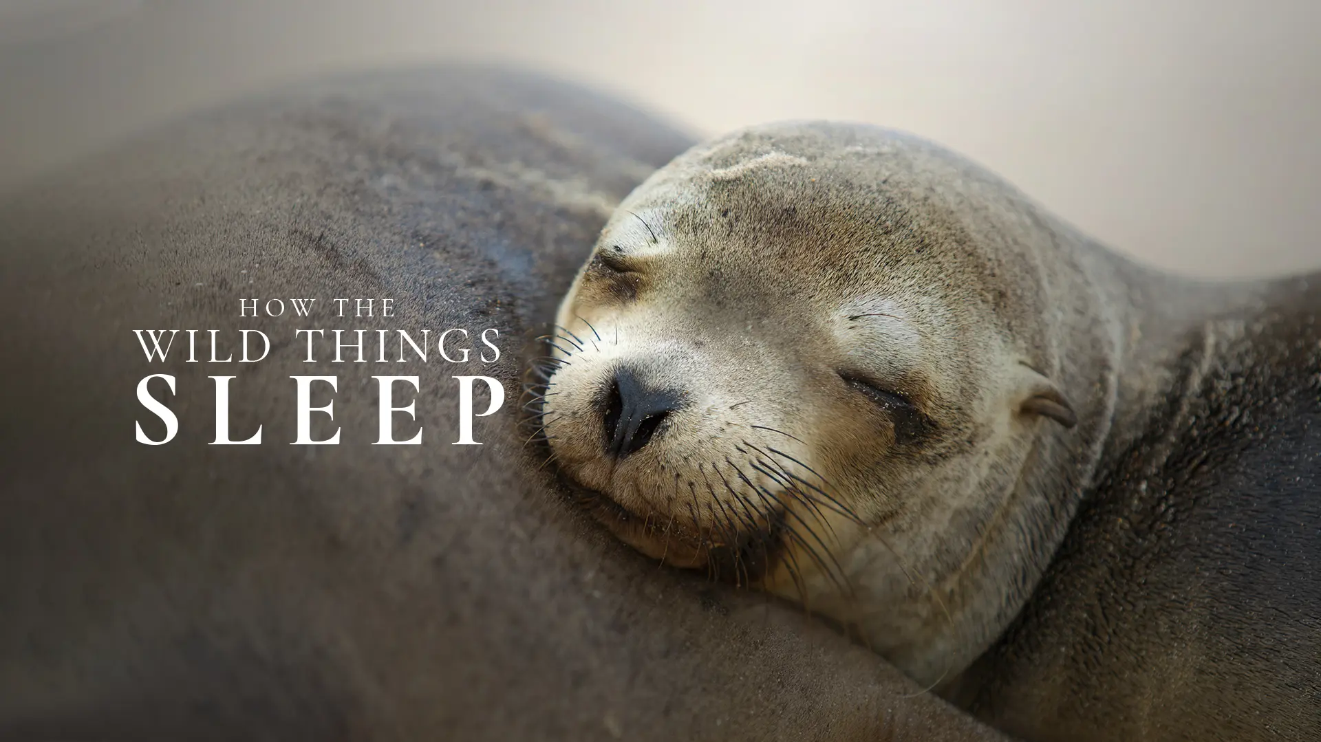 How The Wild Things Sleep