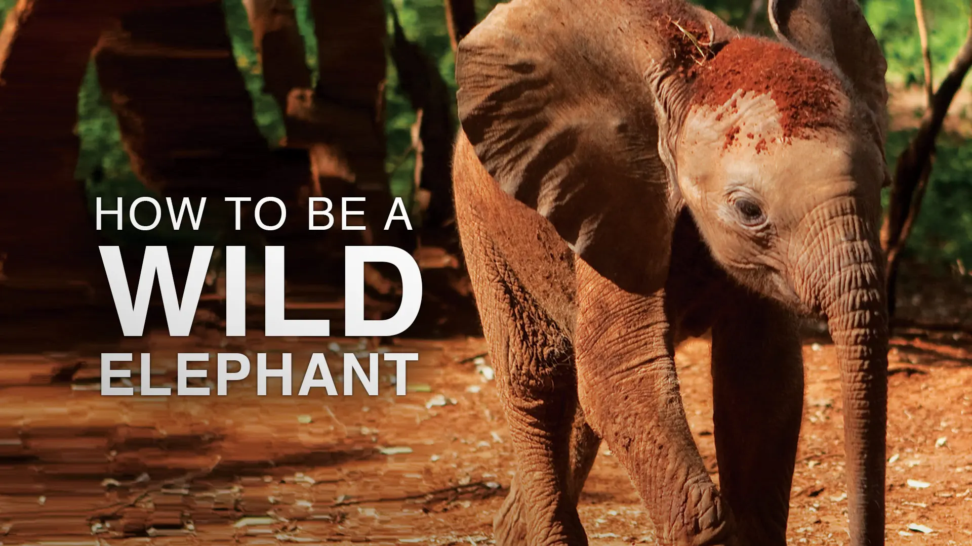 How to be a Wild Elephant