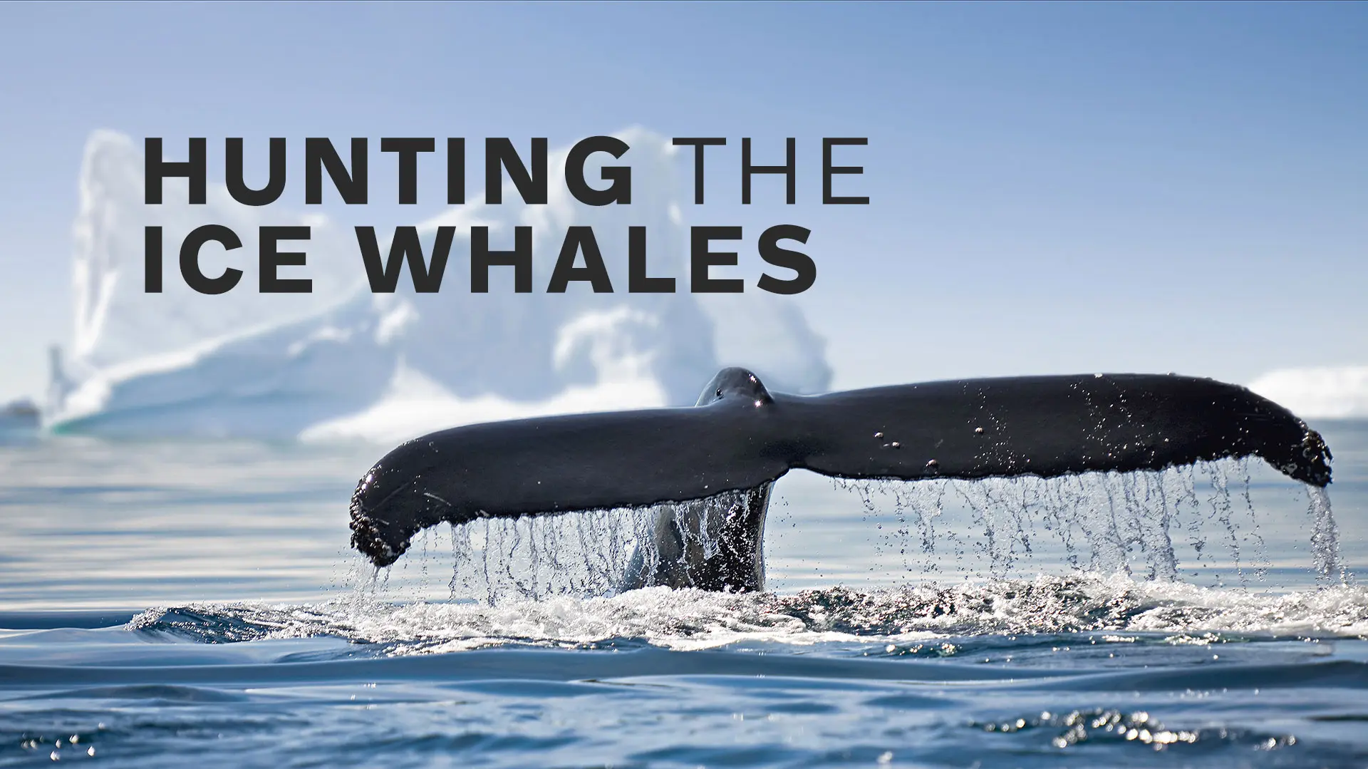 Hunting The Ice Whales