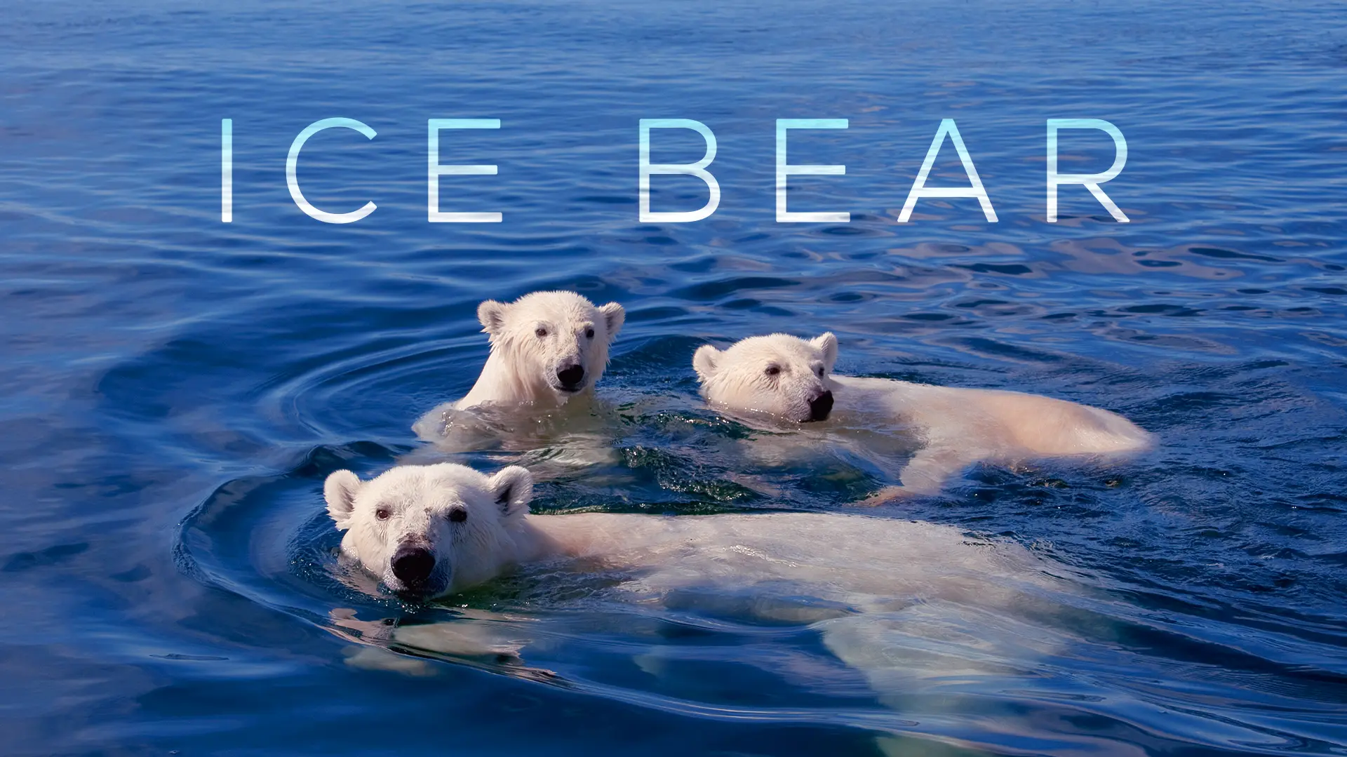 Ice Bear