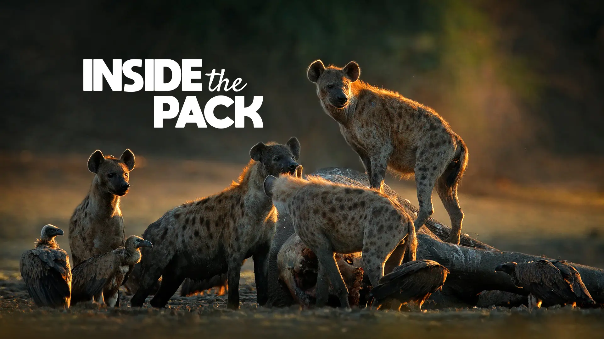 Inside The Pack
