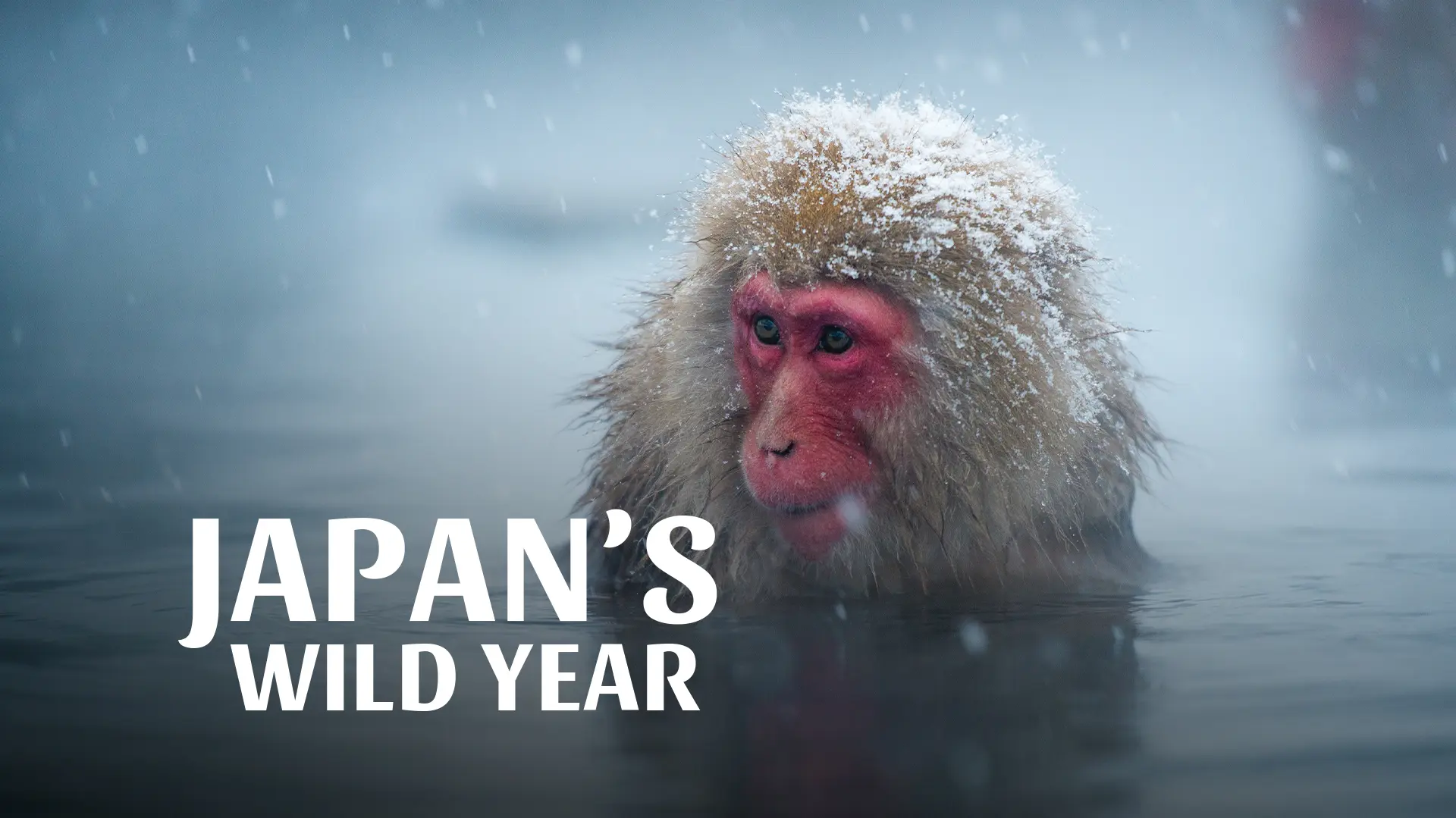 Japan's Wild Year