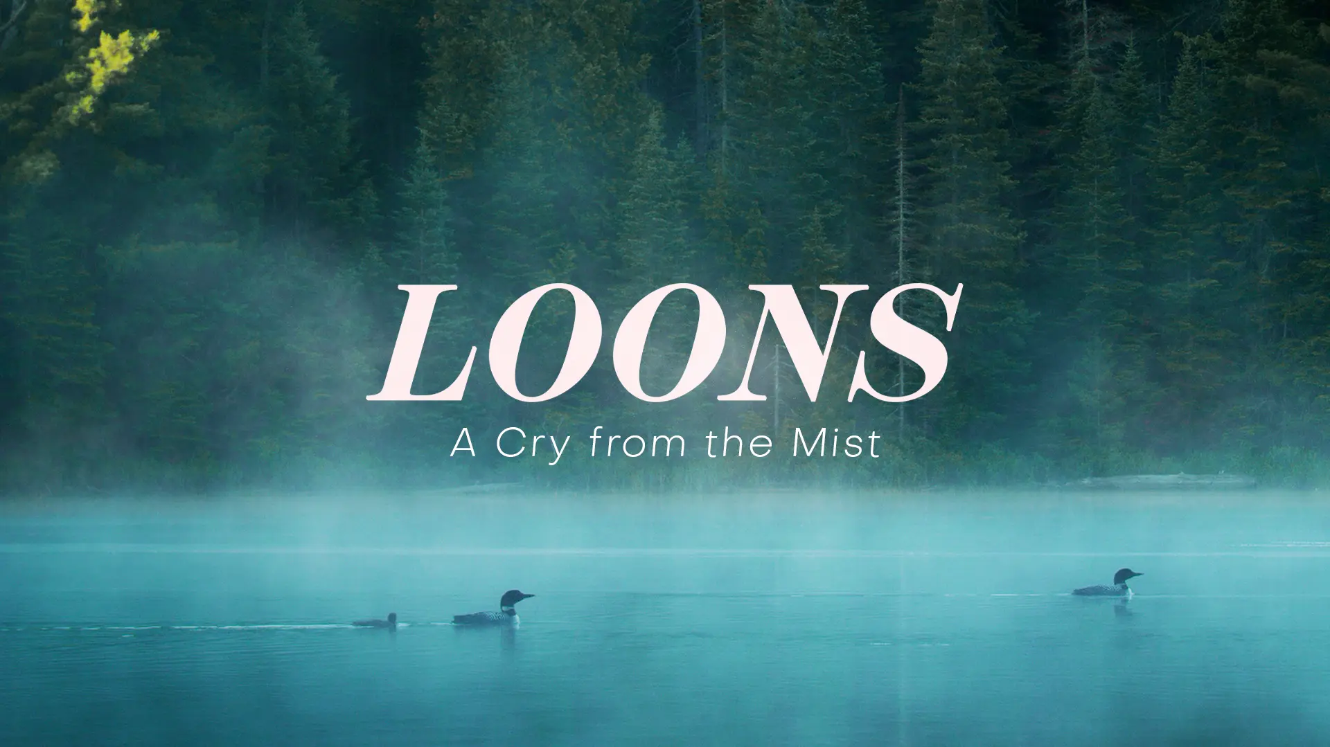 Loons: A Cry From The Mist