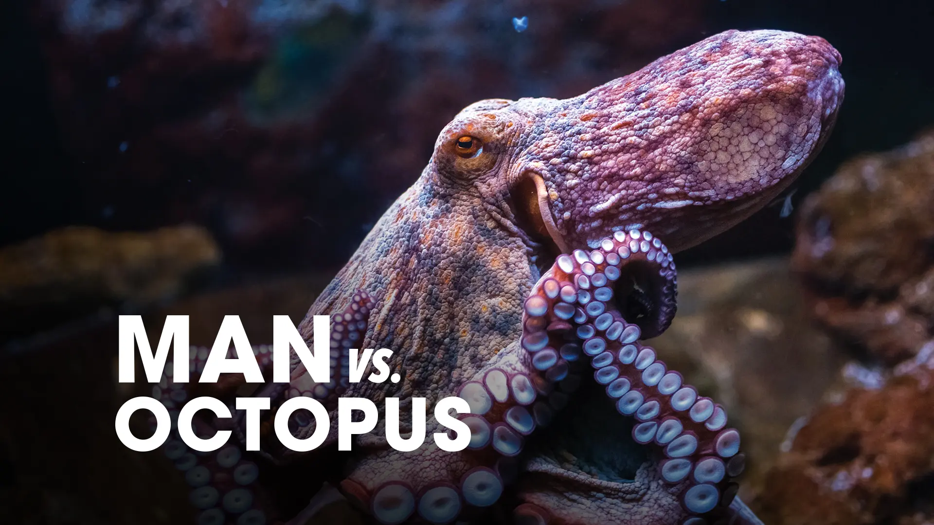 Man vs. Octopus