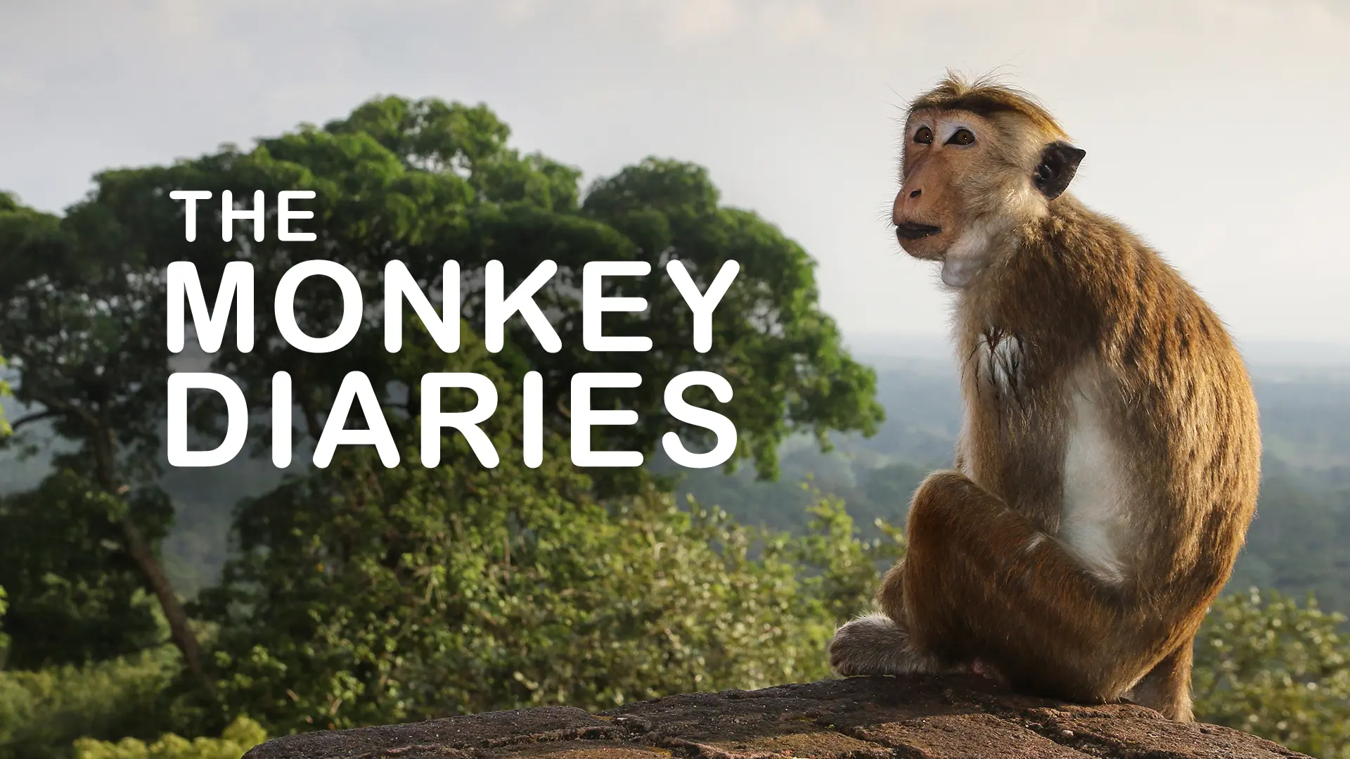 The Monkey Diaries