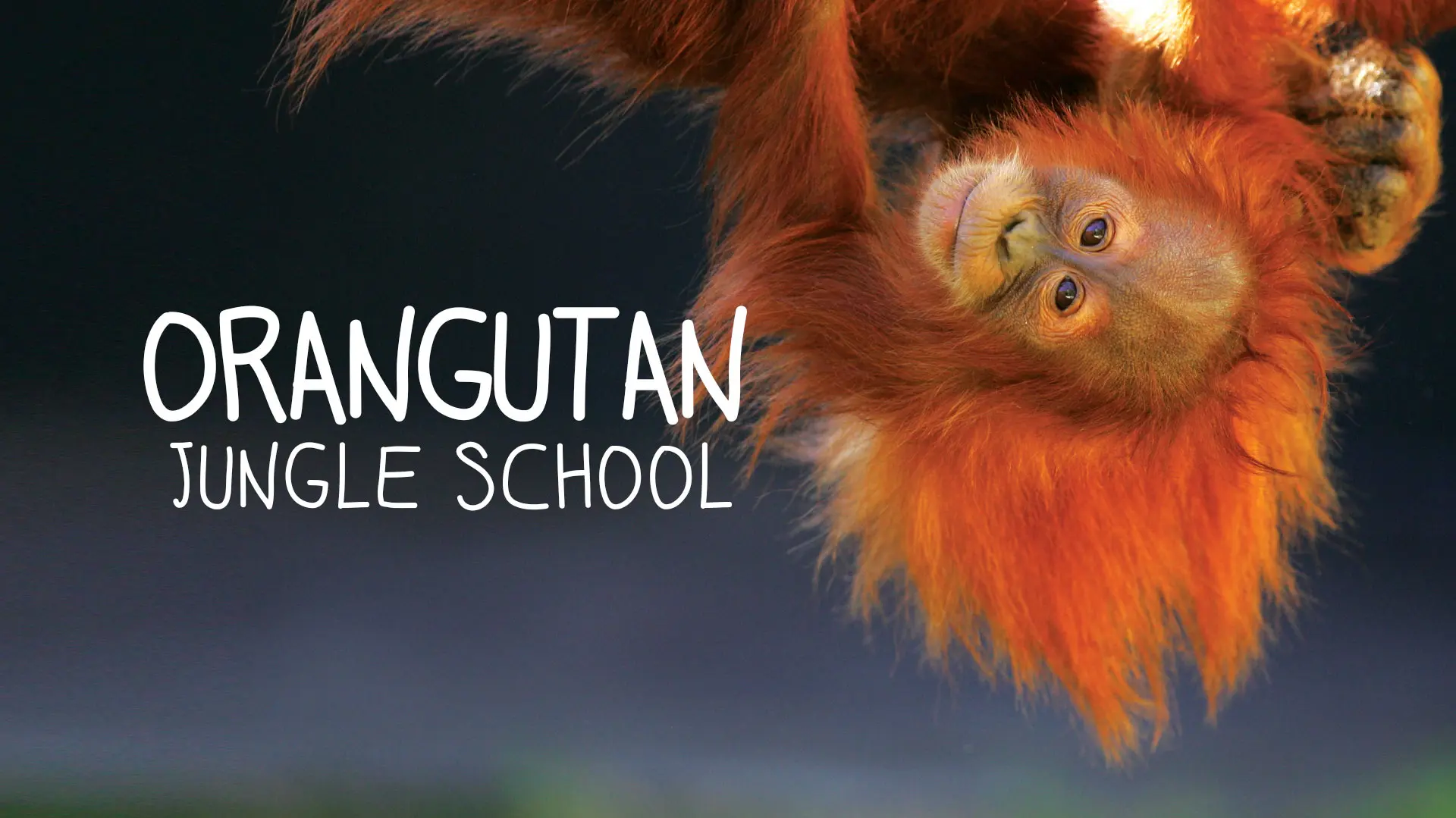 Orangutan Jungle School (6x60')
