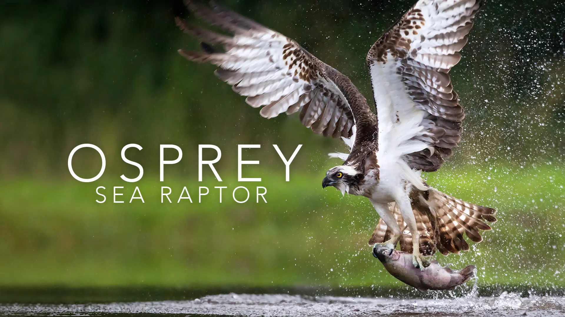Osprey: Sea Raptor