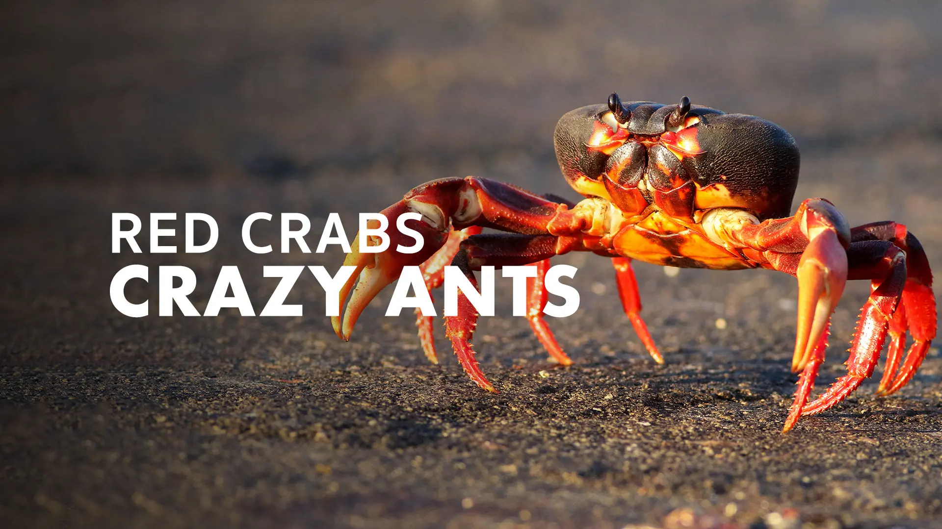 Red Crabs Crazy Ants