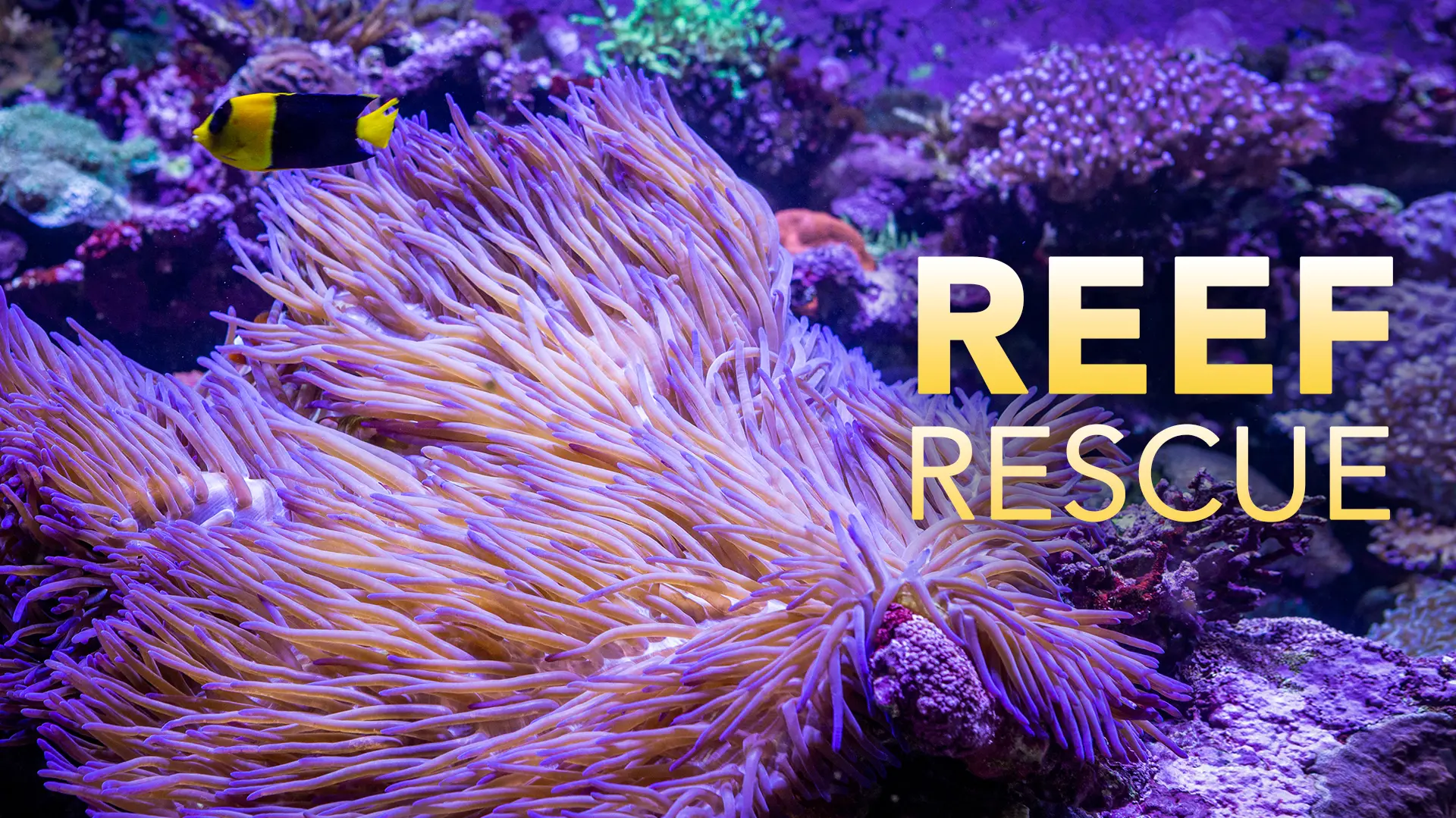 Reef Rescue