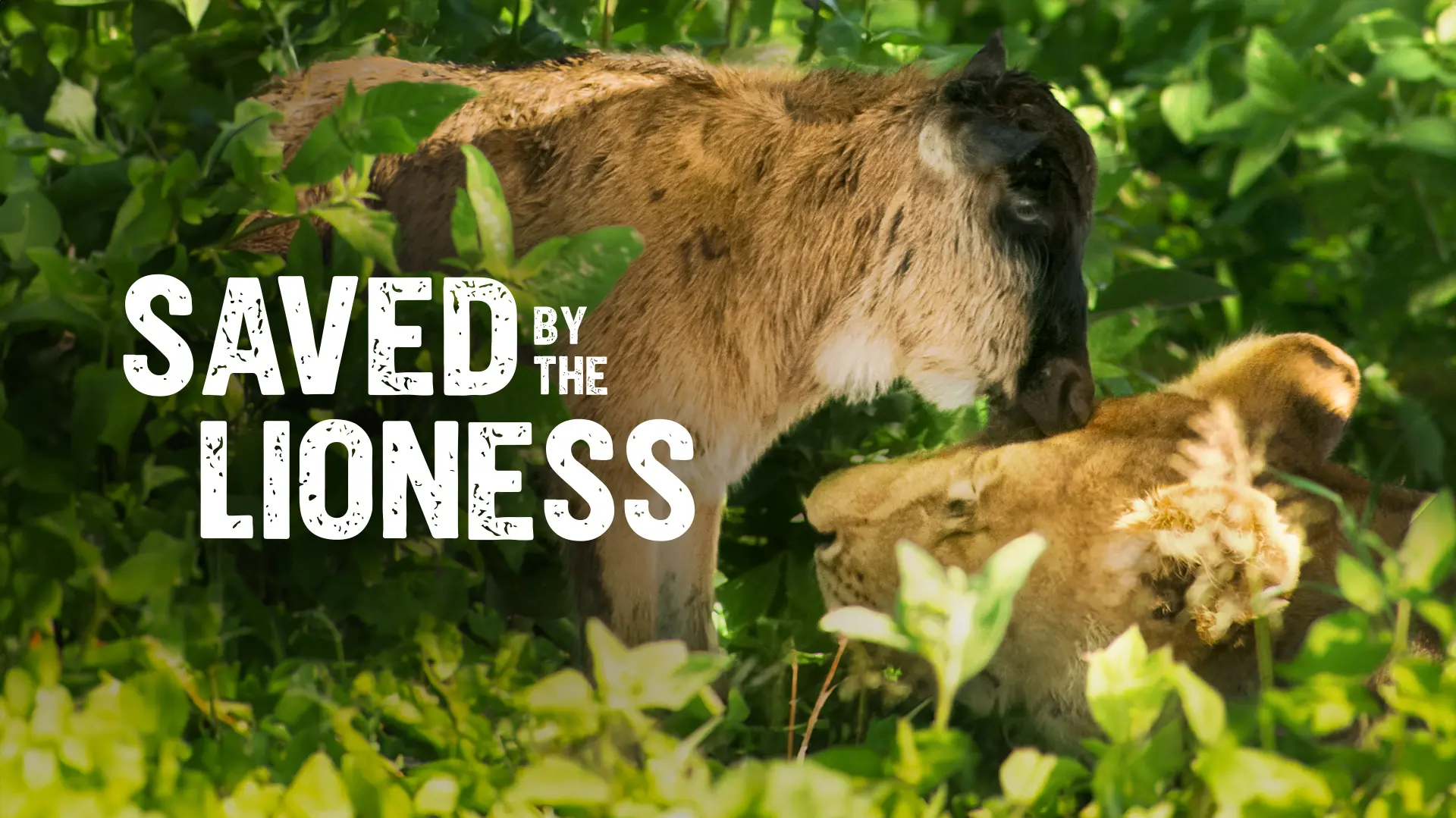 Saved by the Lioness