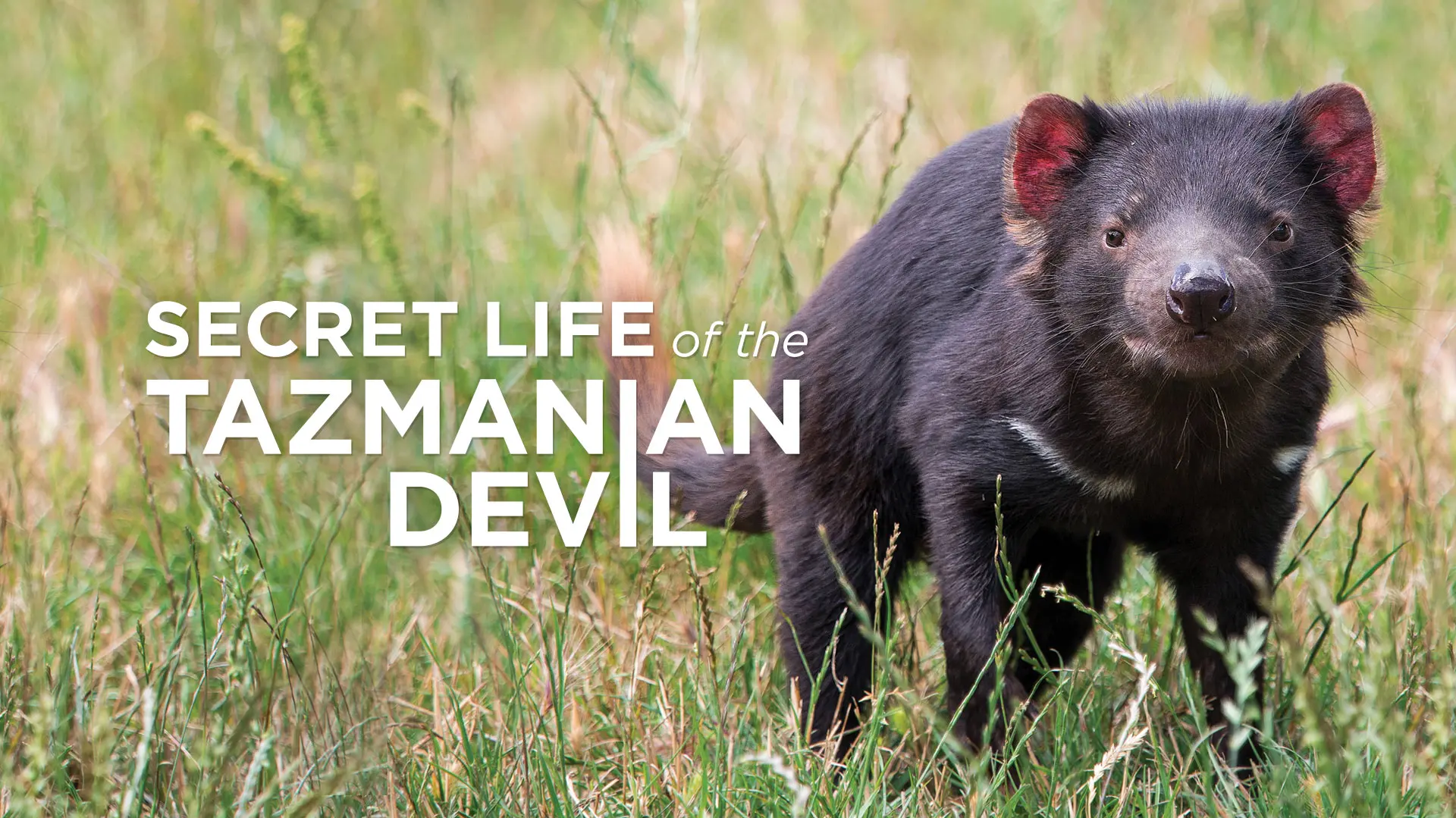 Secret Life of the Tasmanian Devil