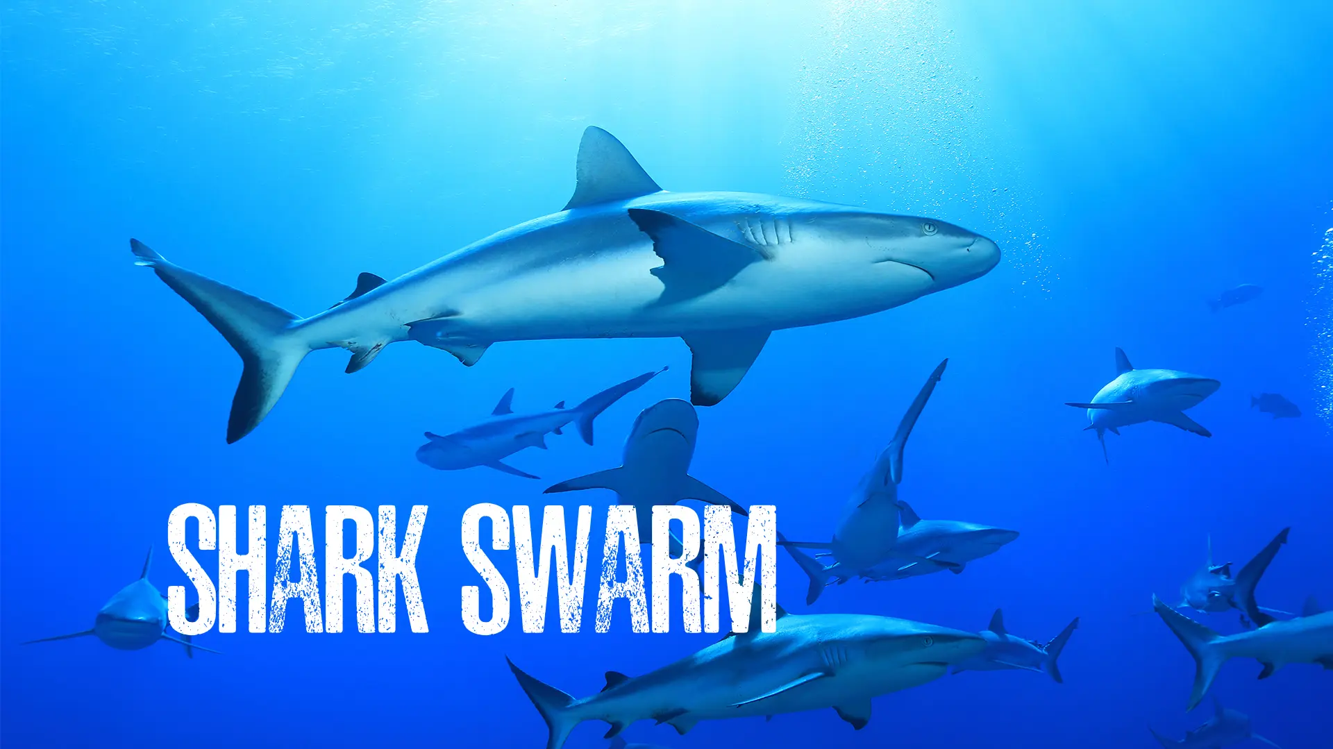 Shark Swarm 